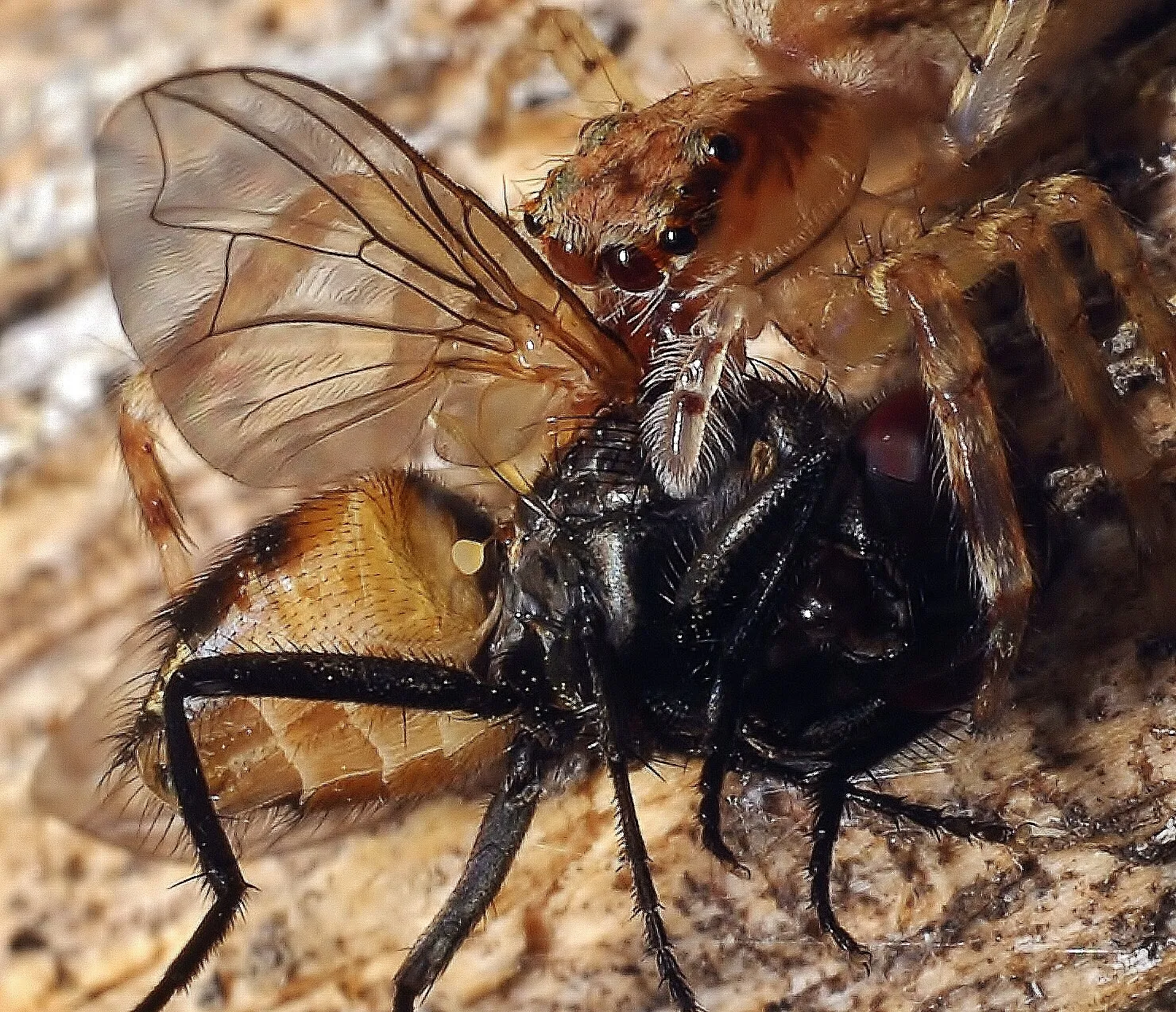 Jumping Spider Brunch