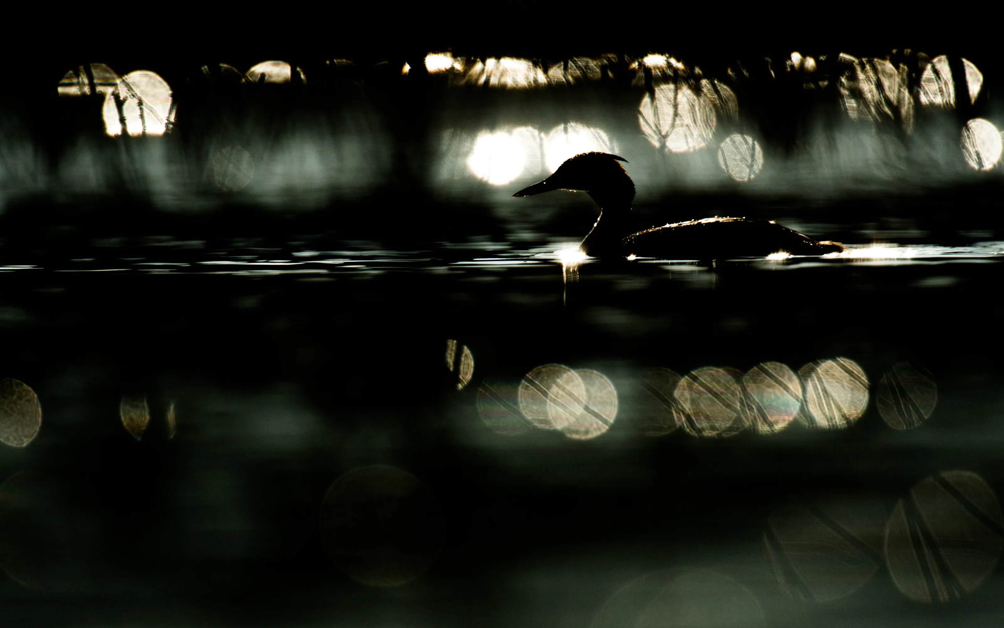 Lights in the water