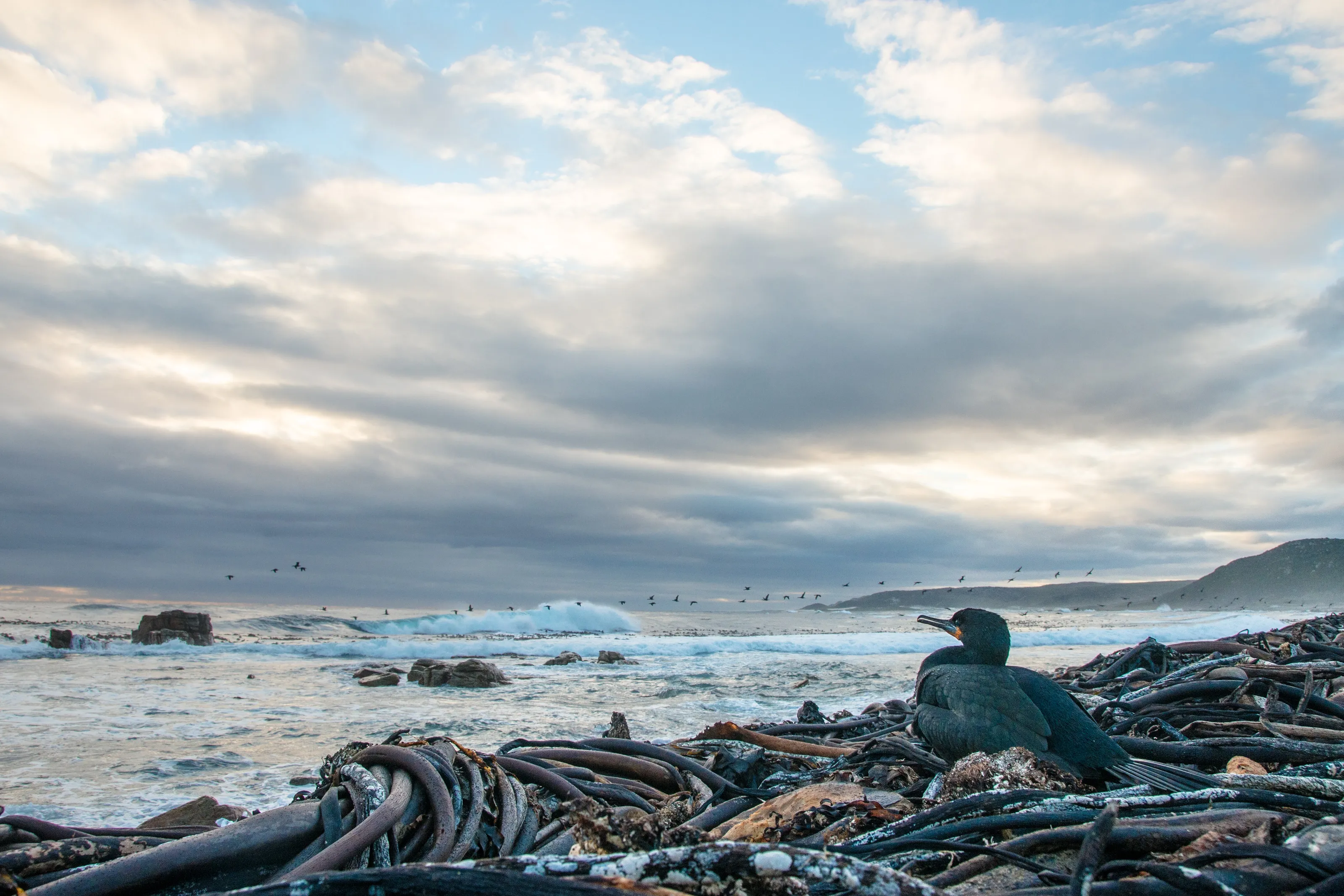 Cape cormorant