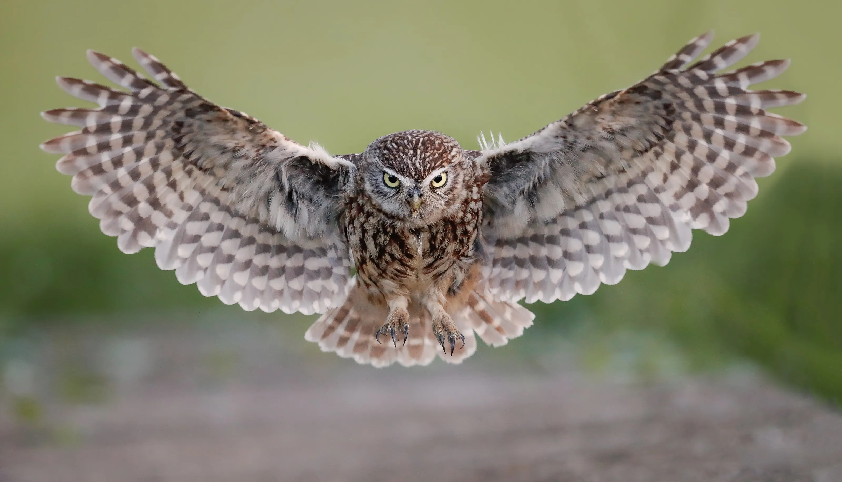 Little Owl head on flight