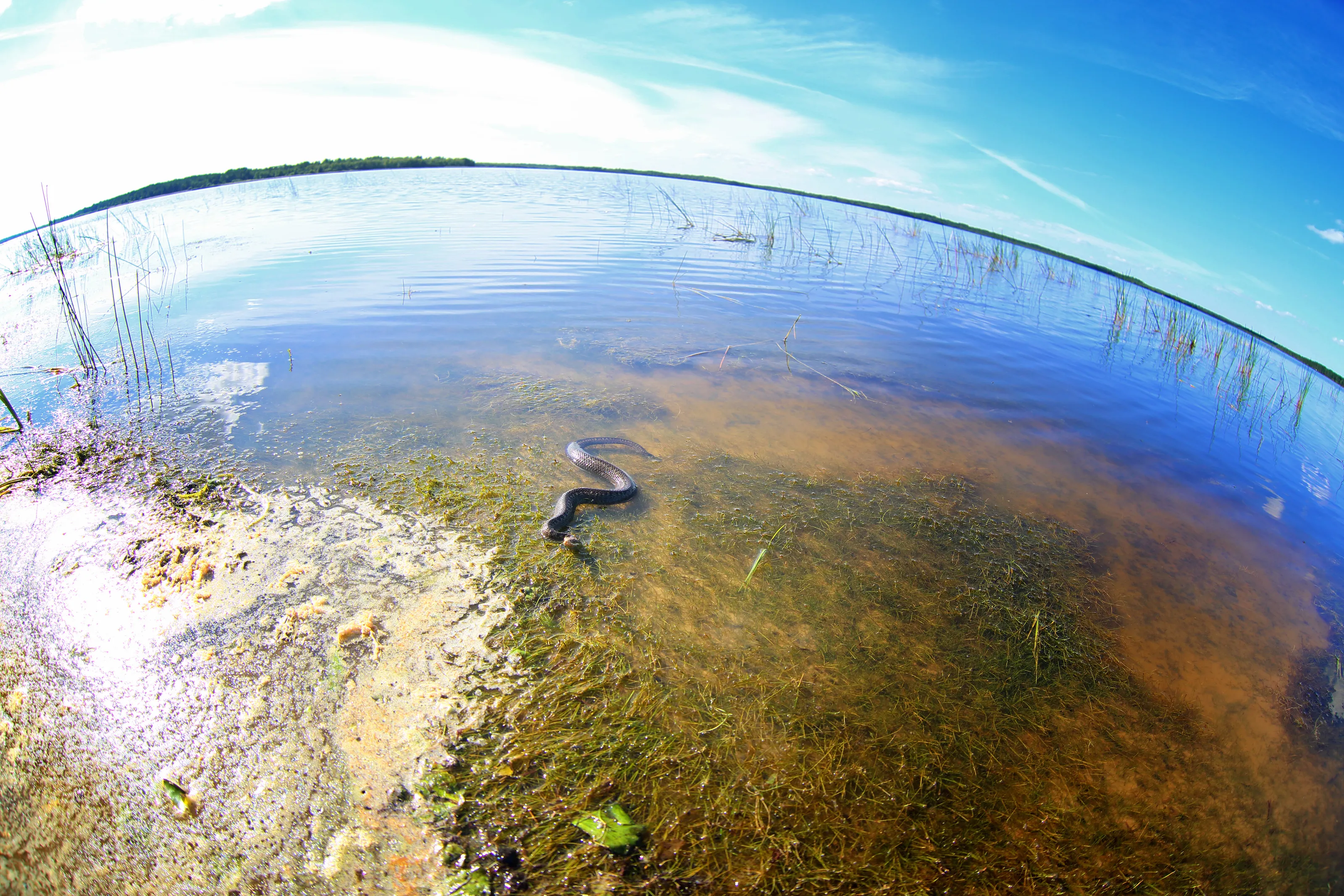 Vipersnake heats in the sunshine in shallow water