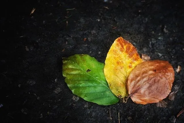 Autum