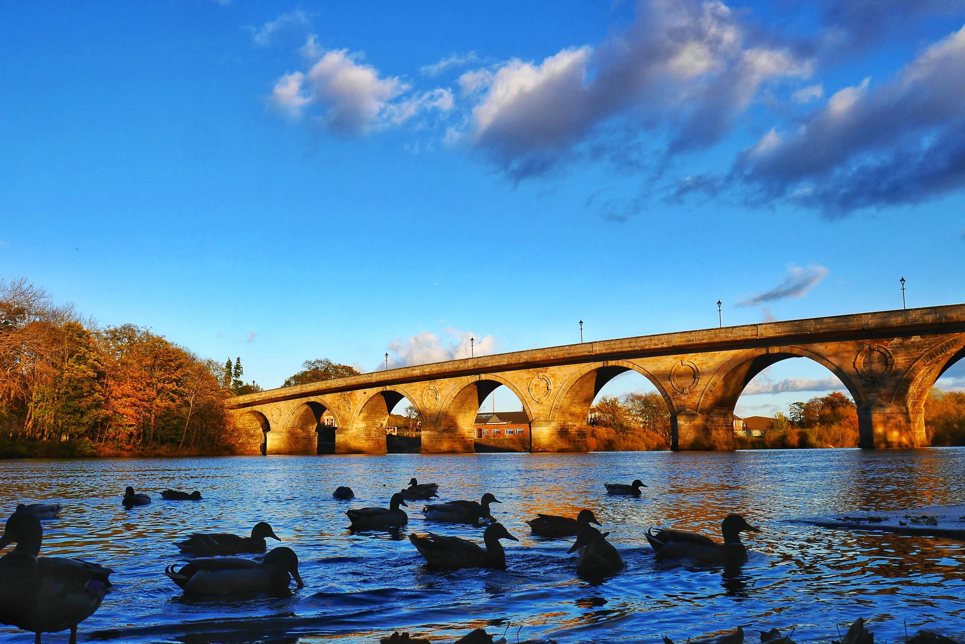 Duck n Bridge