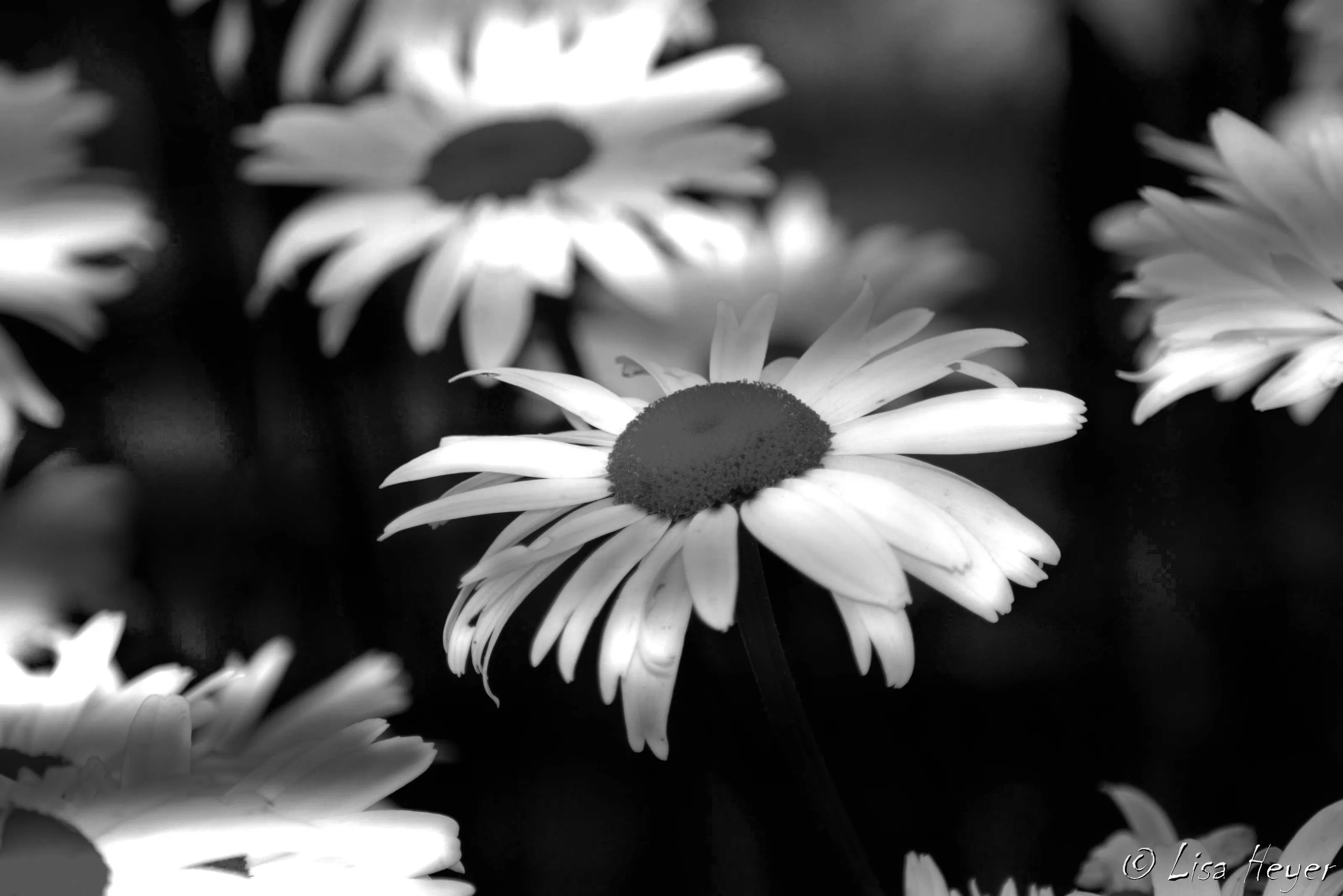 Black and white daisy