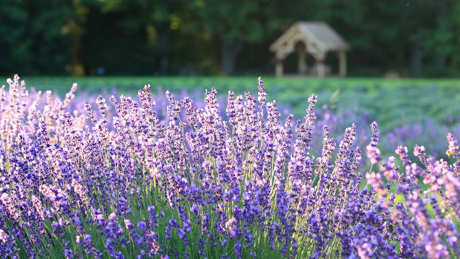 lavender garden