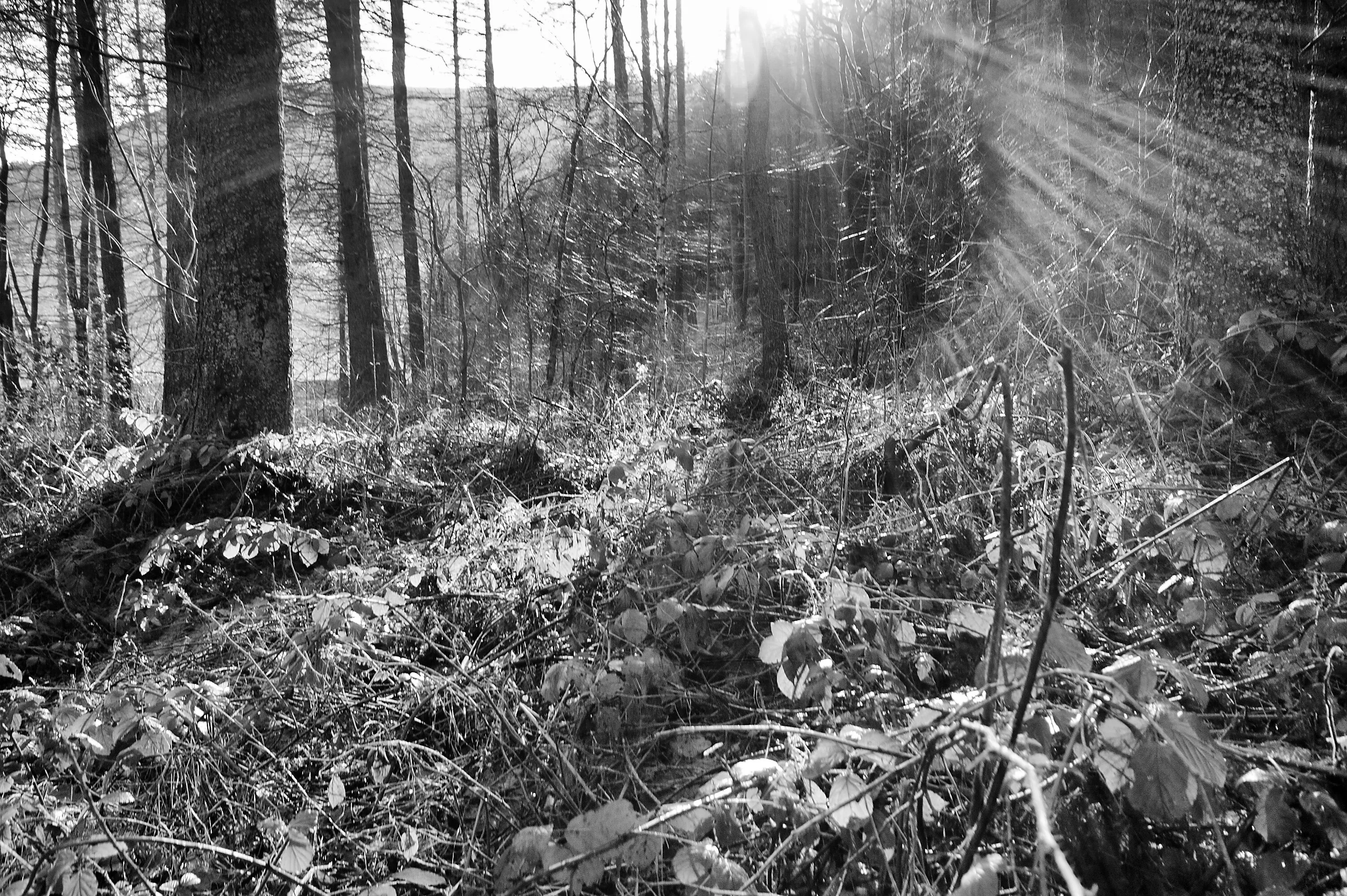 The Fairy Path