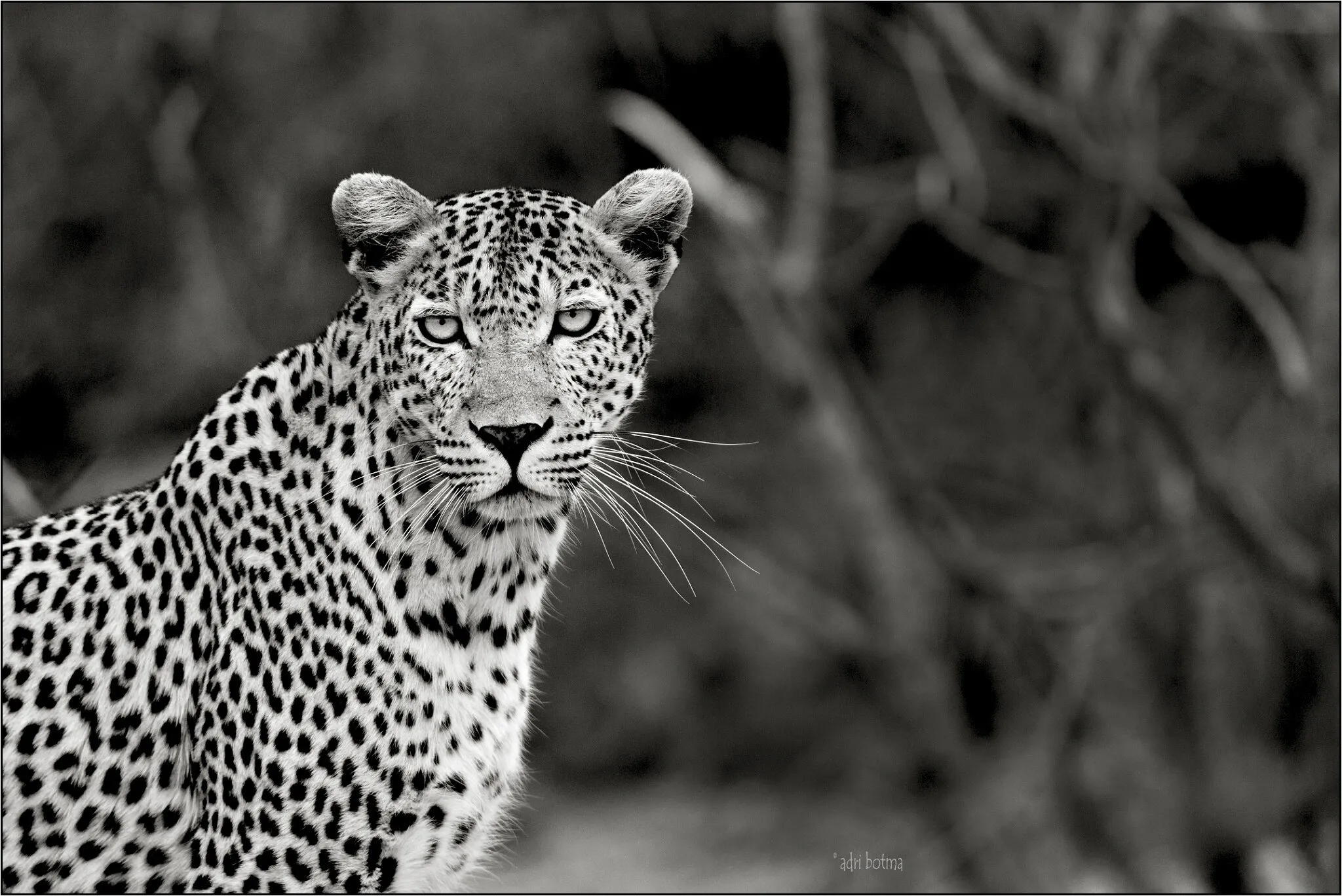 Leopard
