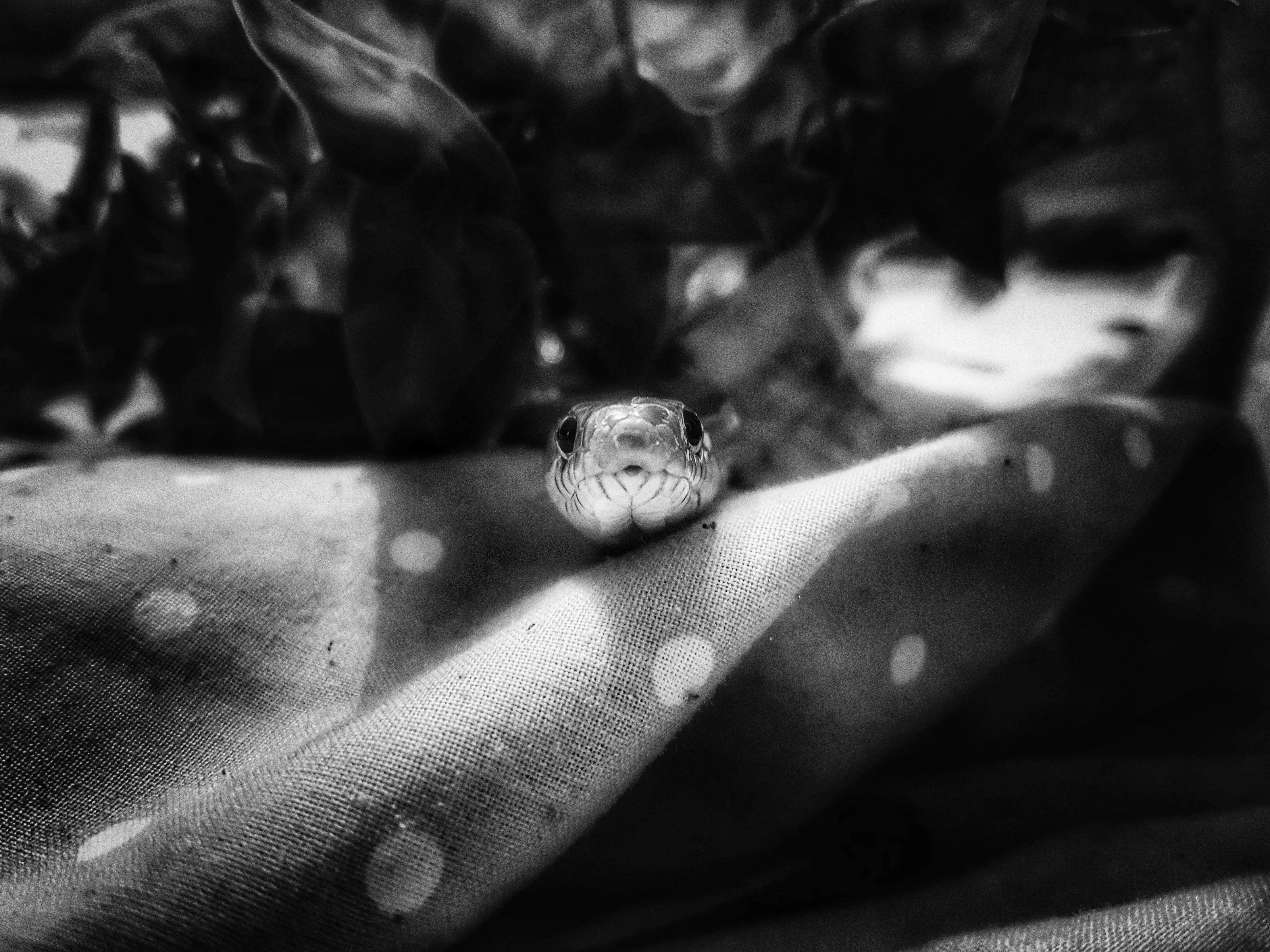 Jeff the snake