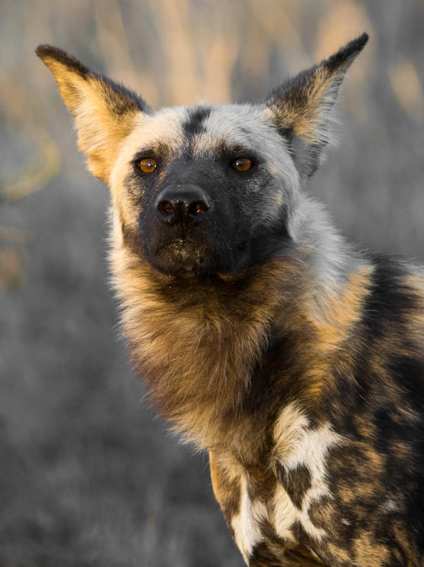 African wild dog