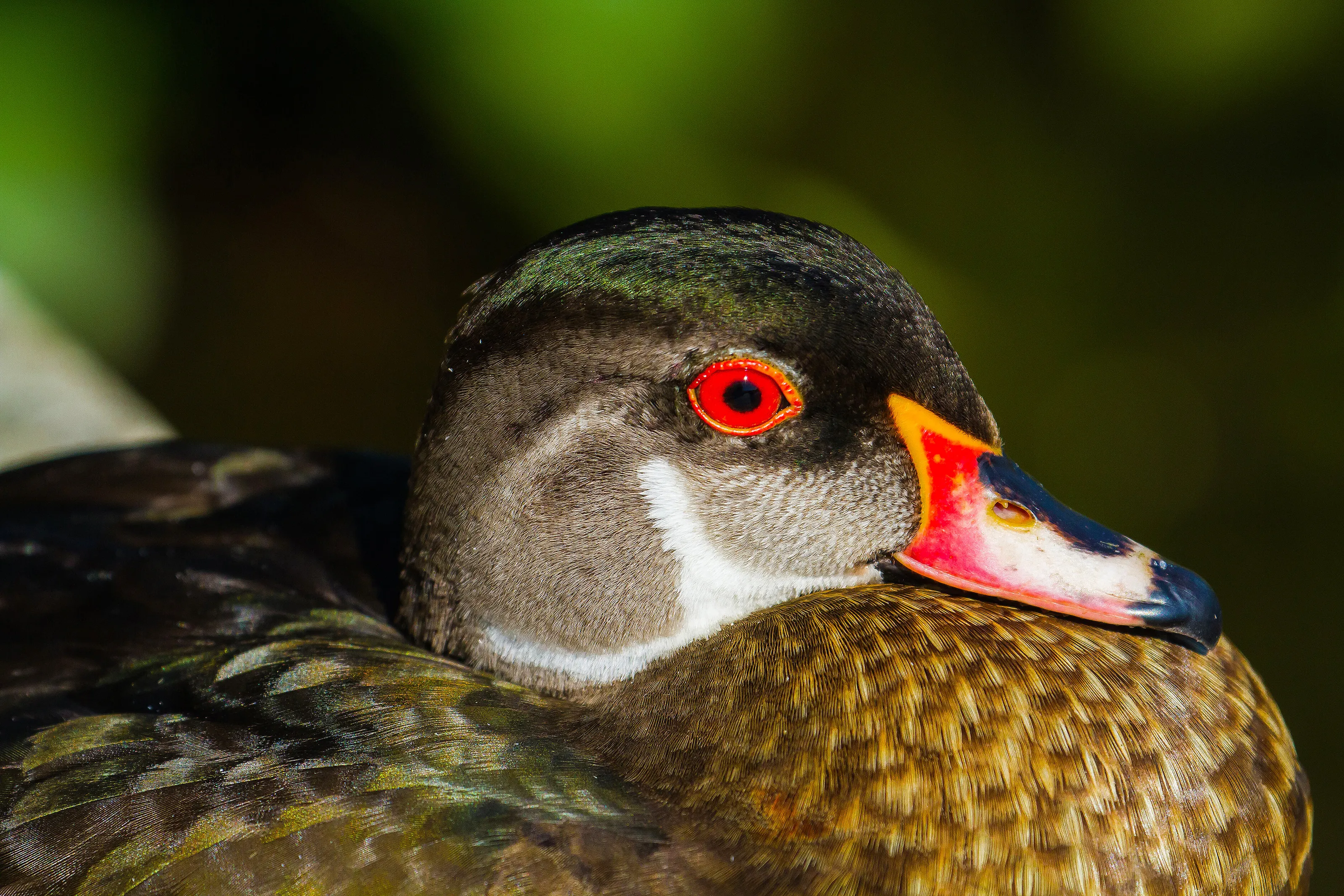 Wood duck
