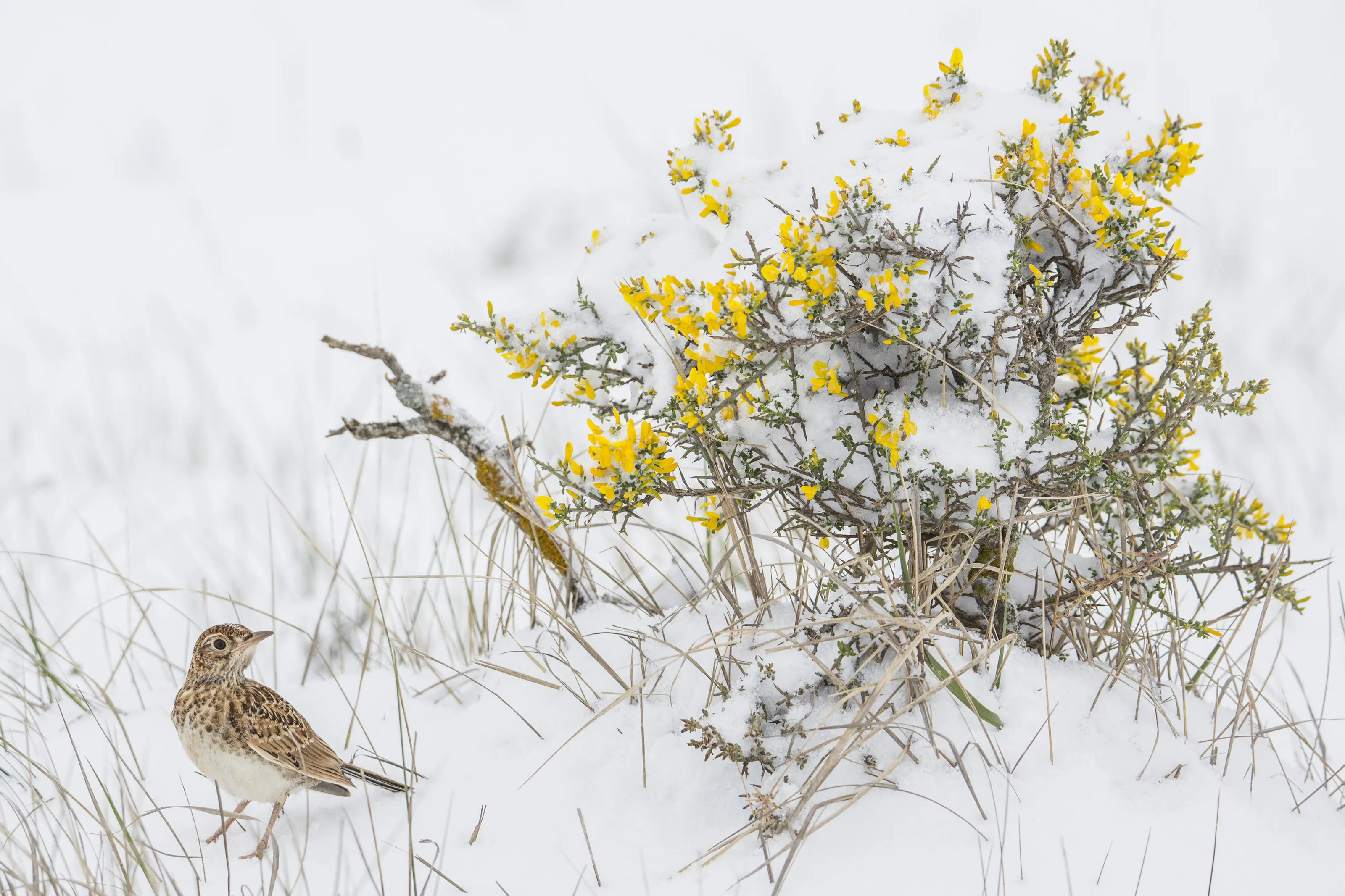 Dupont lark on snowy day