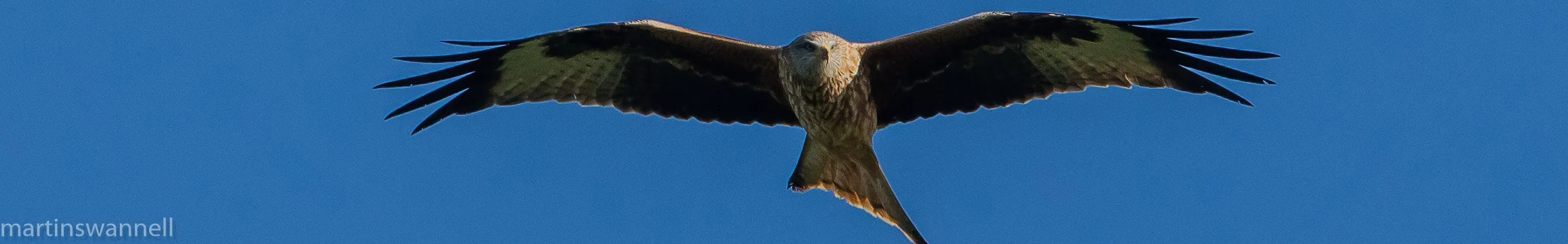 Red Kite
