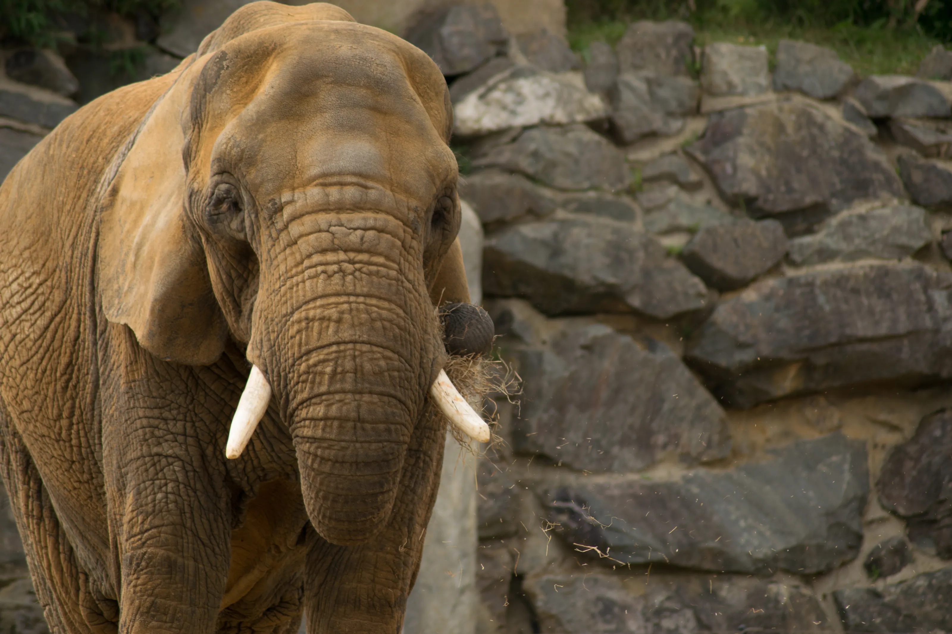 Beautiful Animal