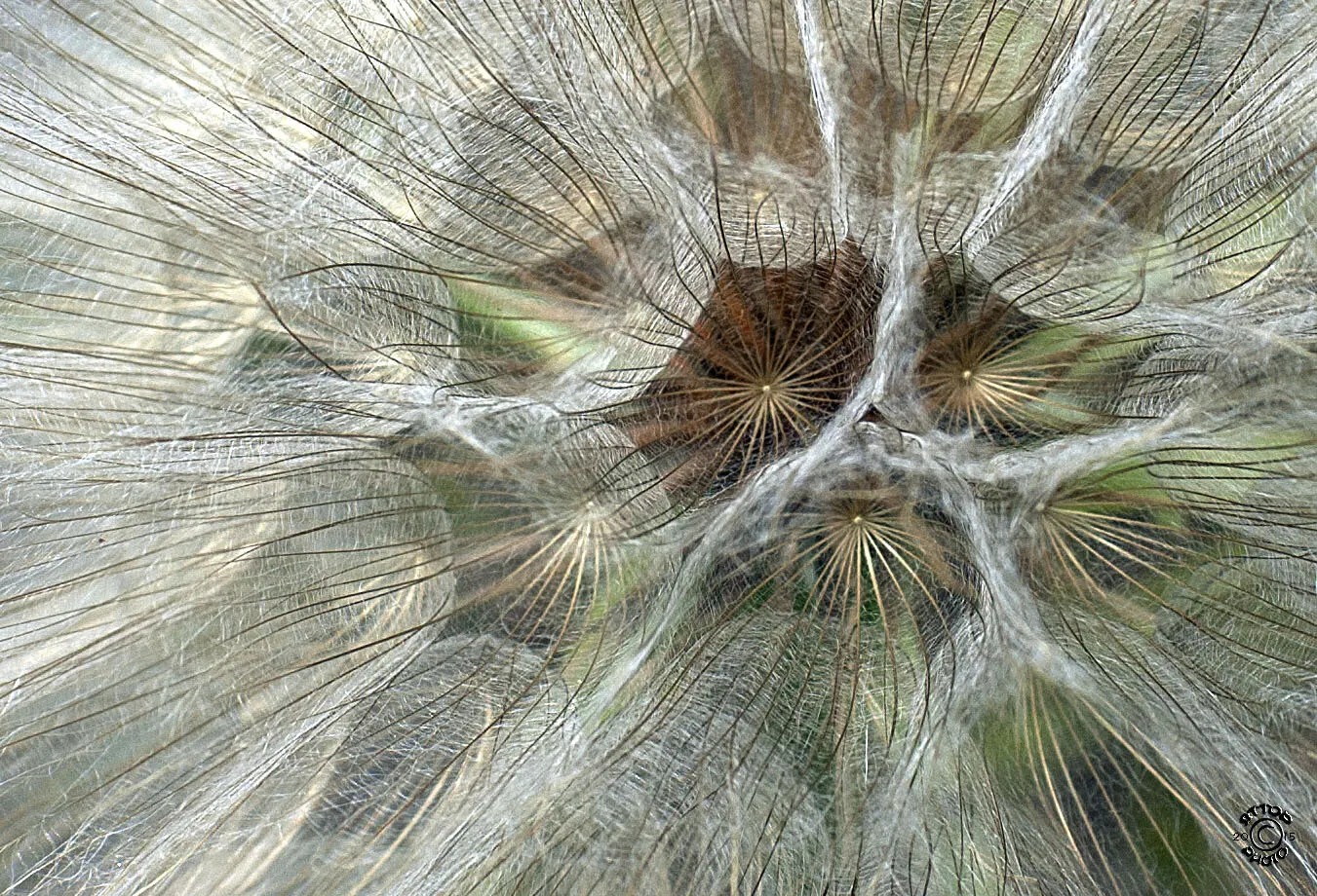 Web of Seeds