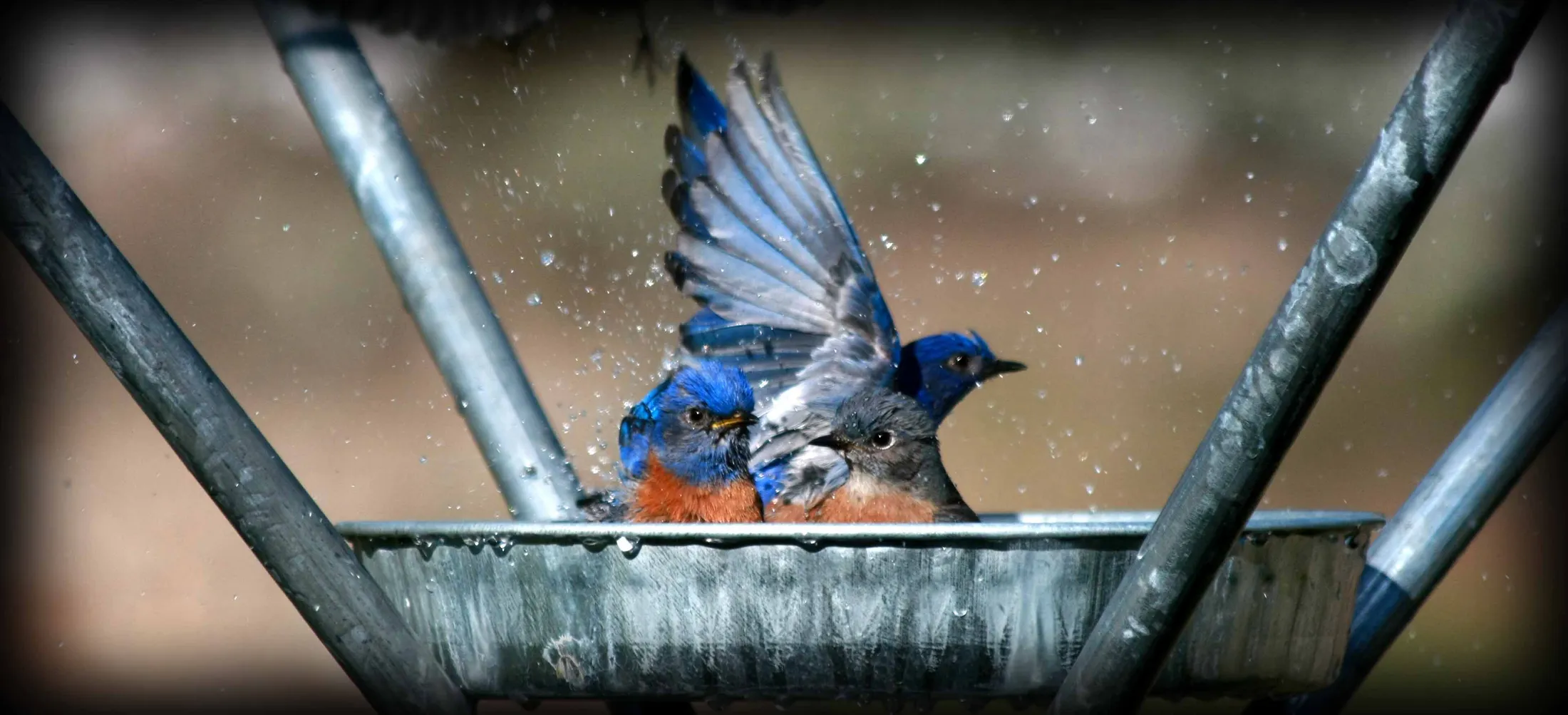Entry 1279338