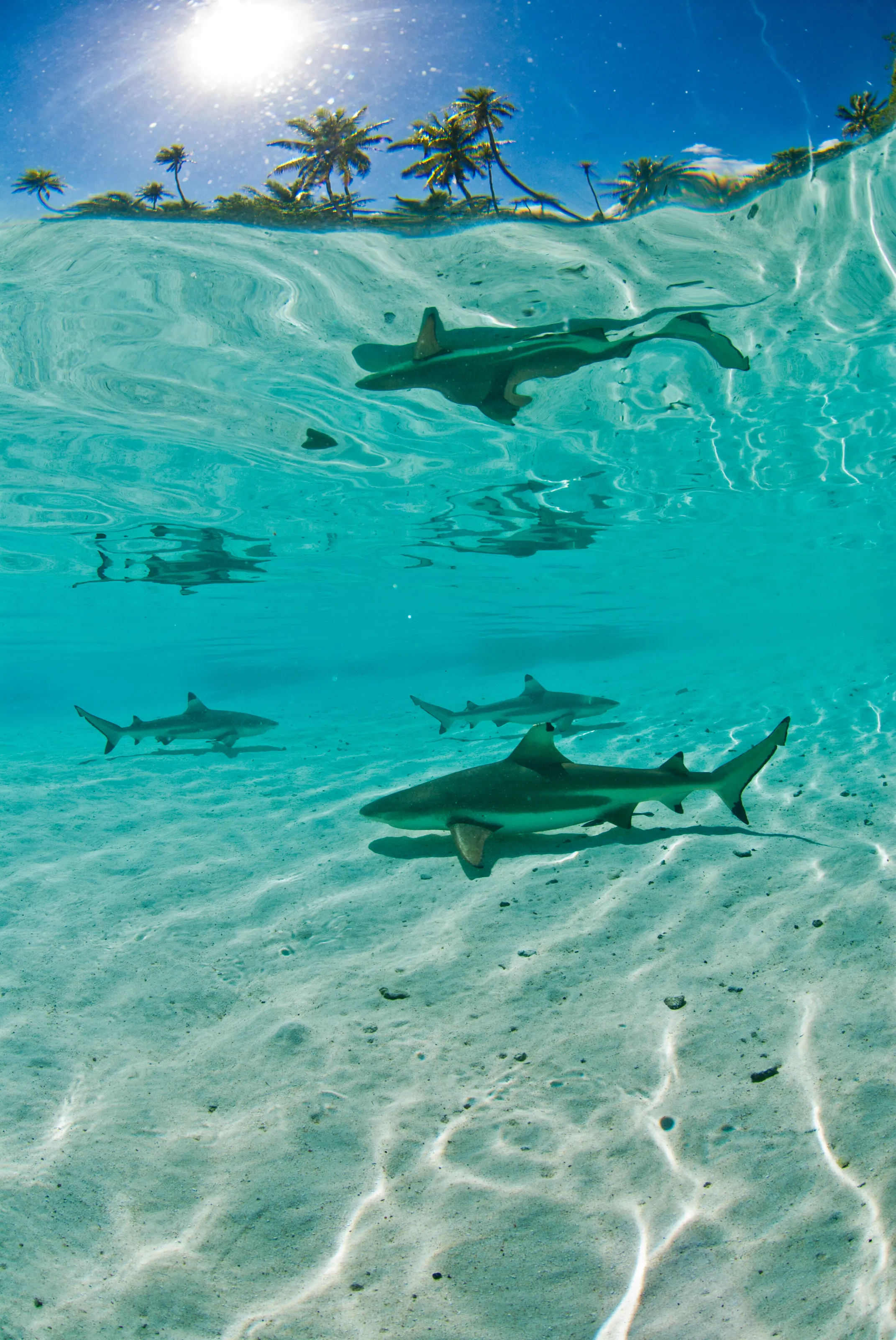 shark in the mirror