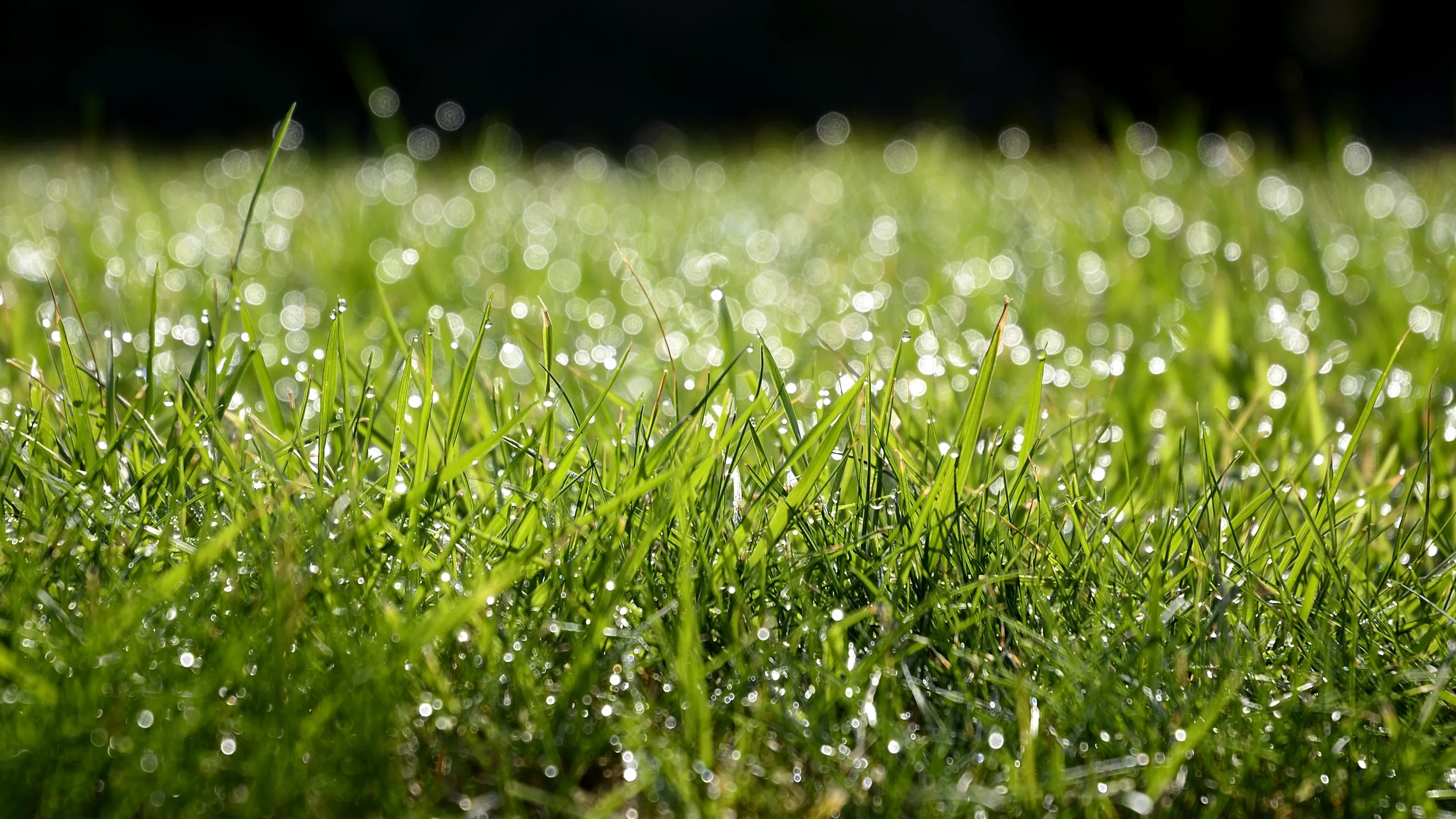Summer Dew