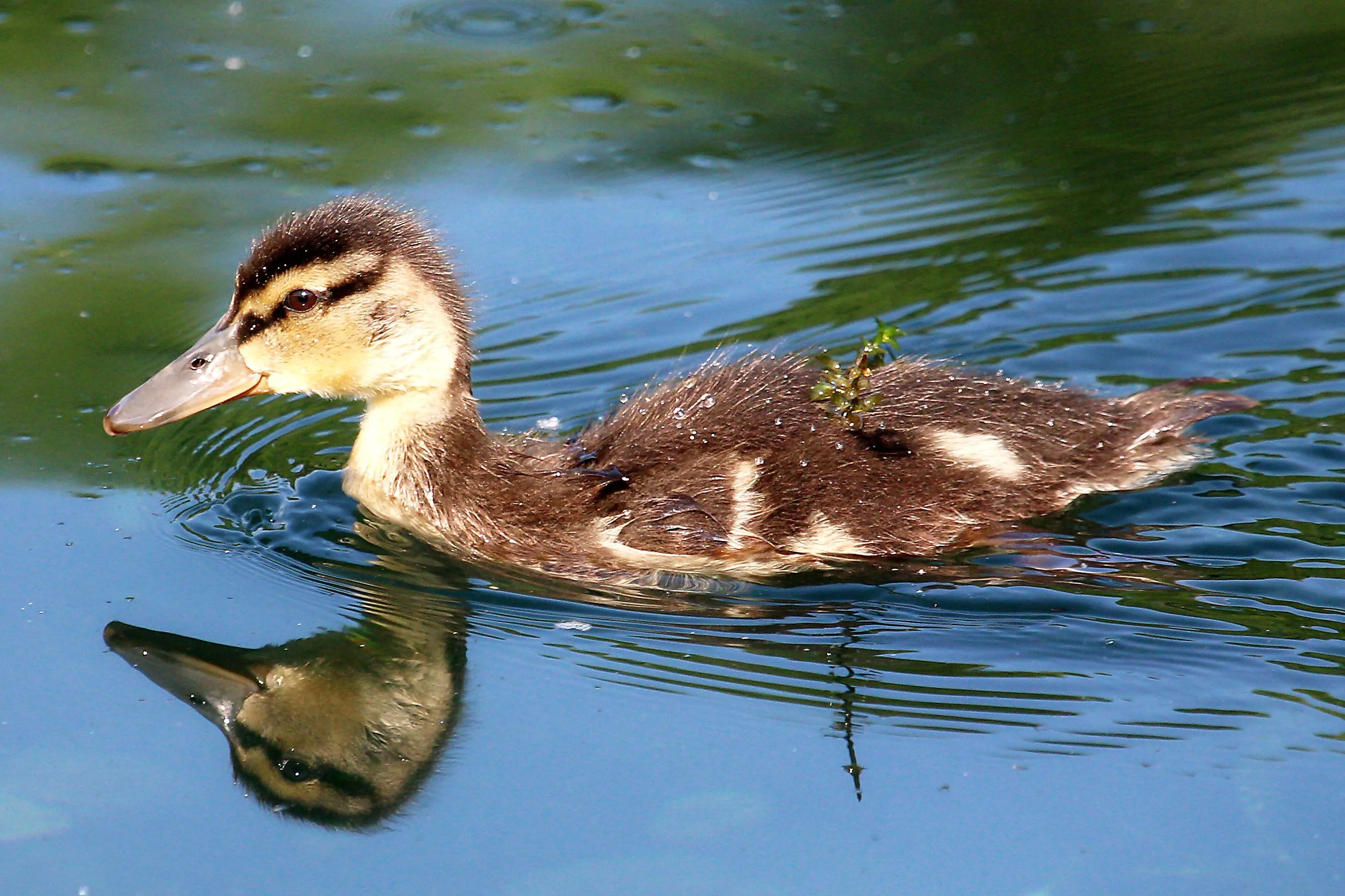 Duckling Reflection