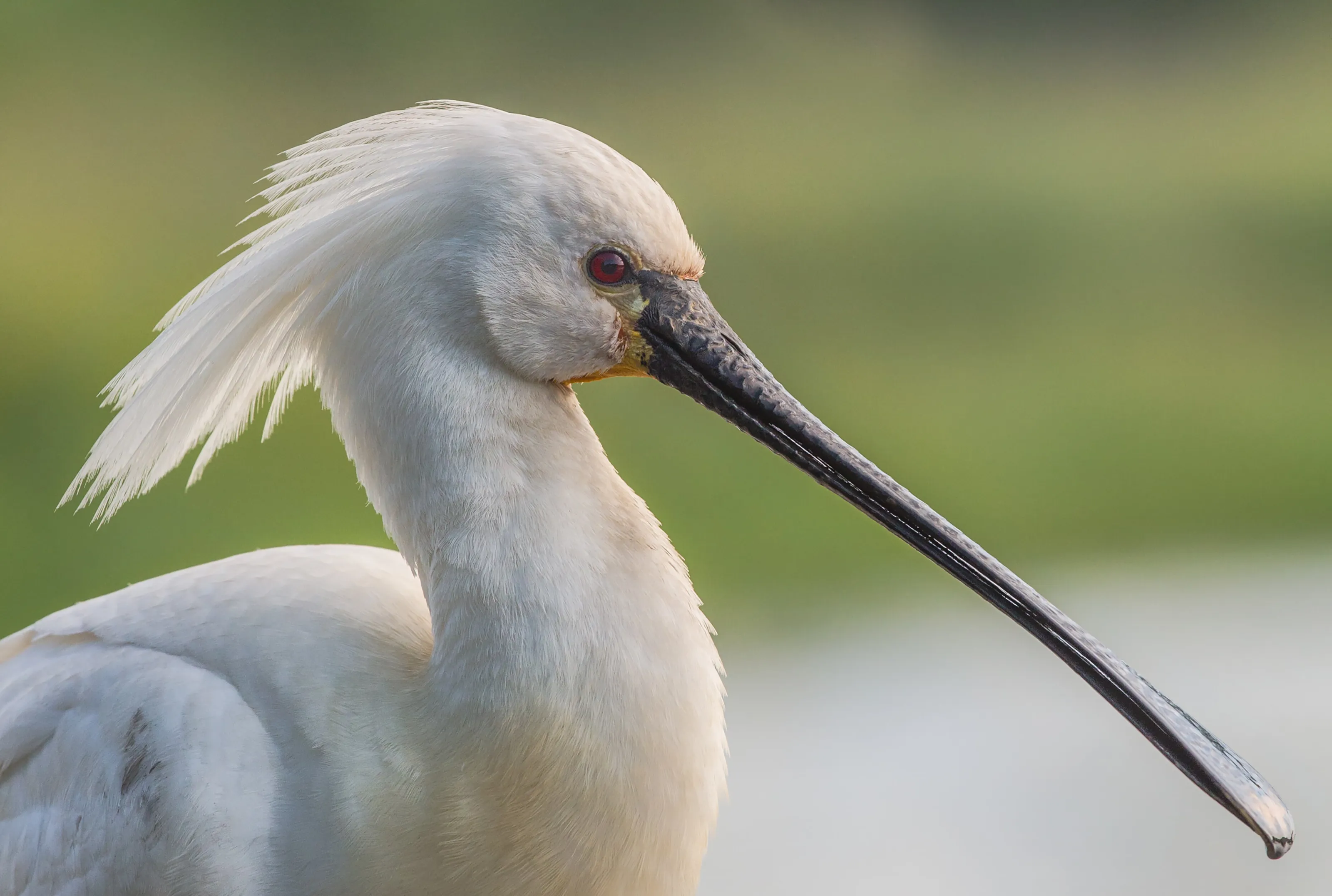 Spoonbill