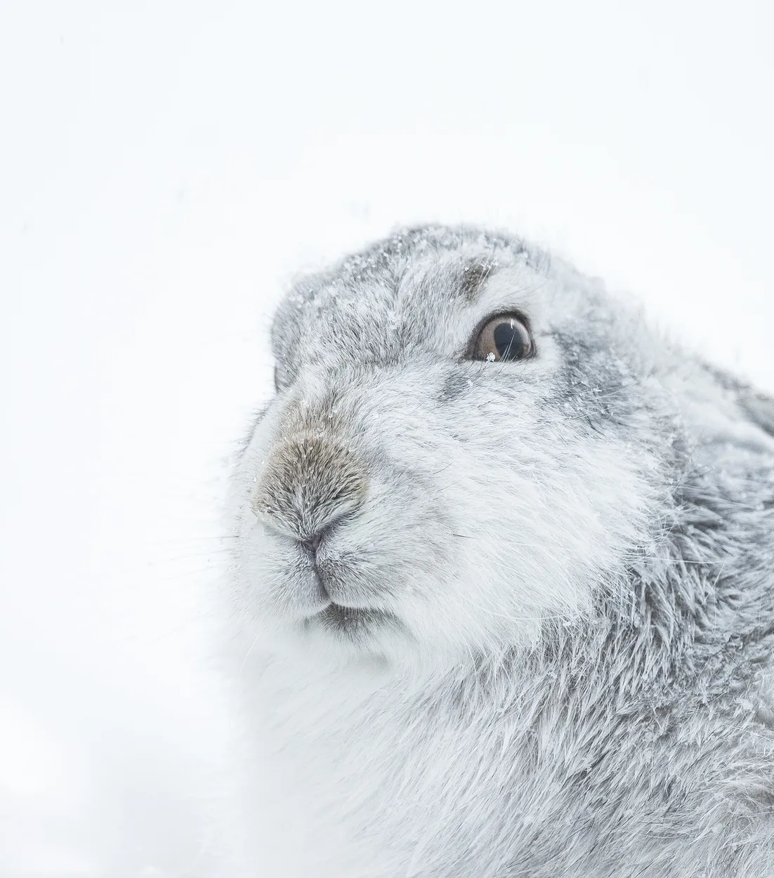 Winter Mountain Hare