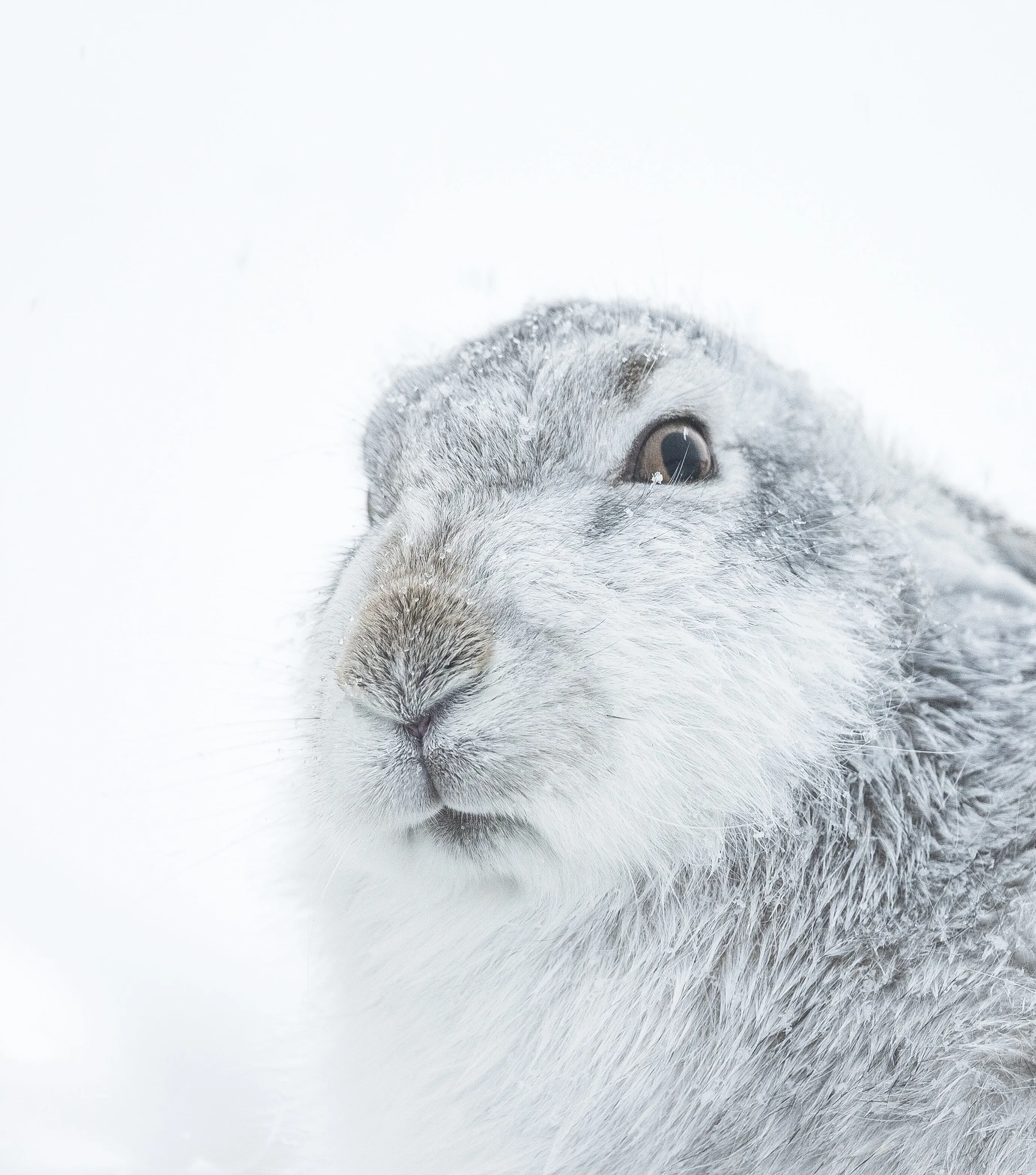 Winter Mountain Hare