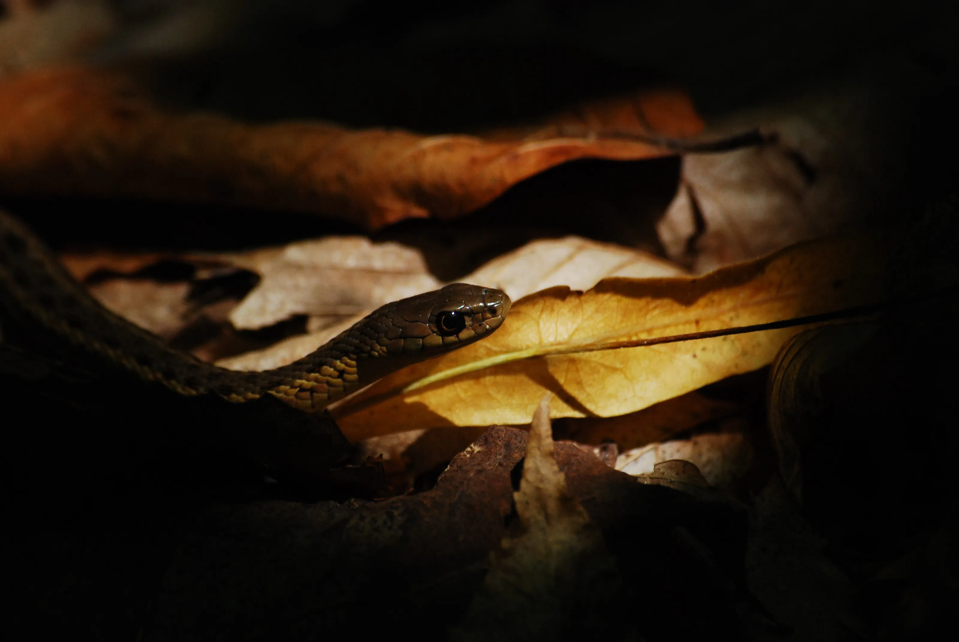 Eastern Garter Snake