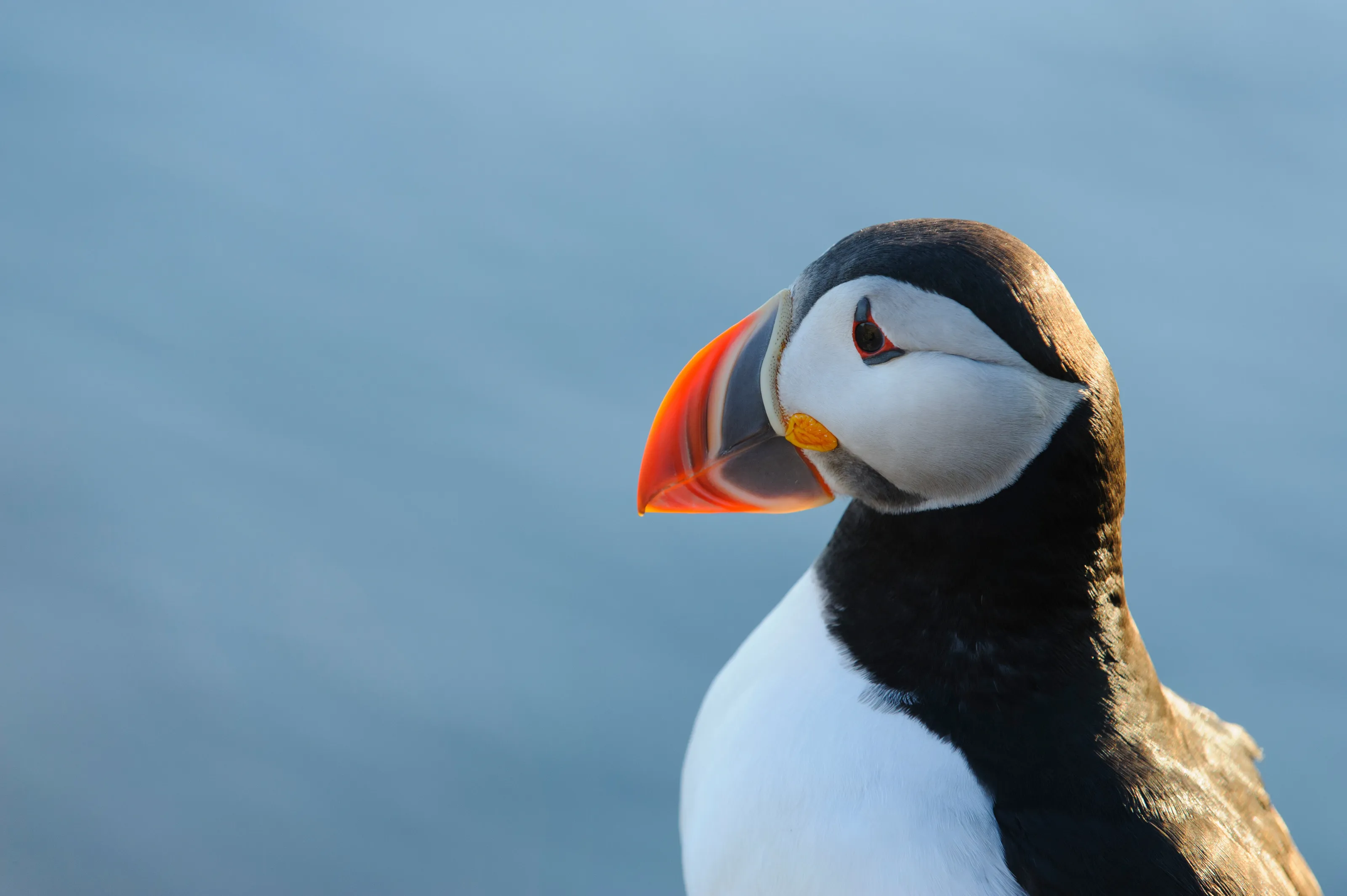 Puffin Portrait