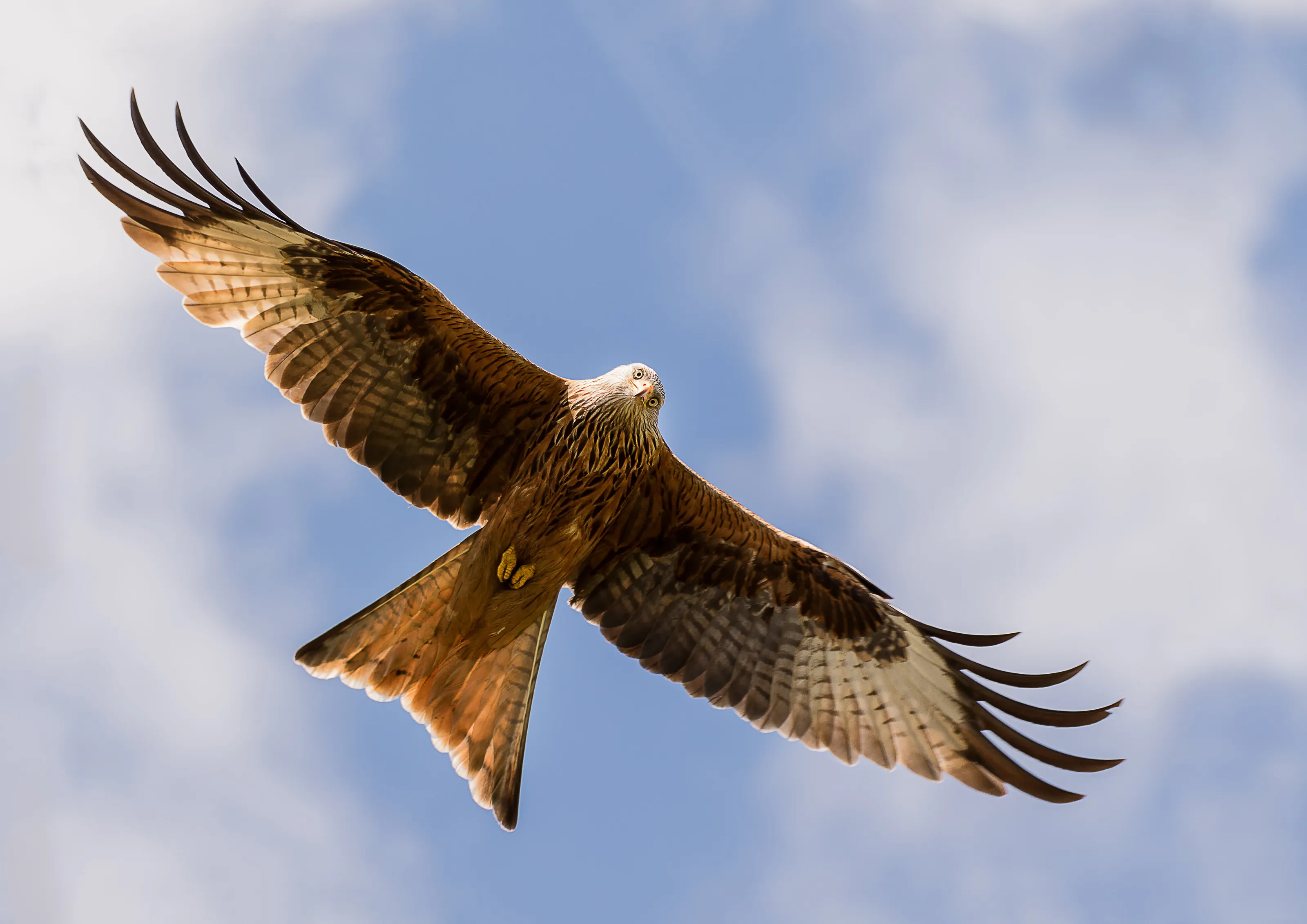 Red Kite Staring
