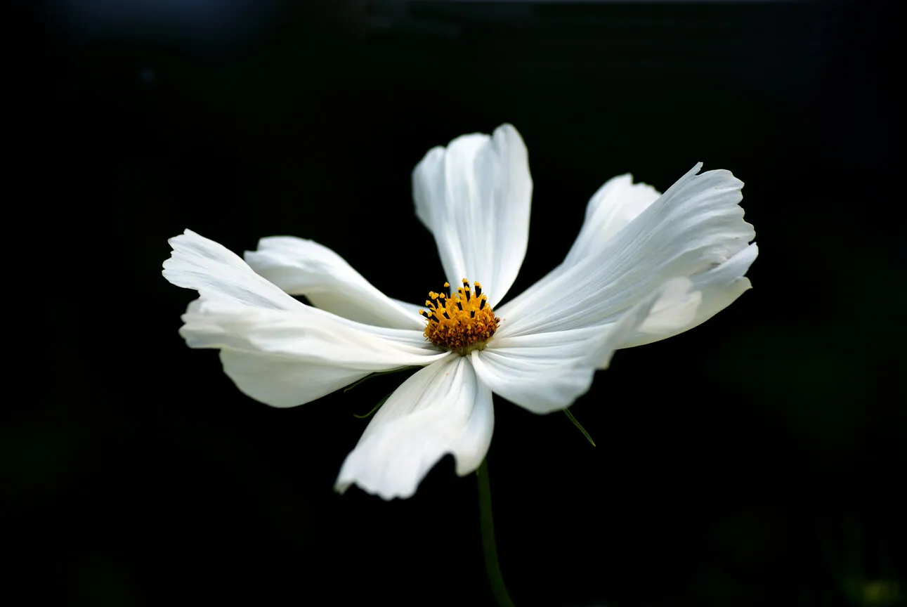 Cosmos