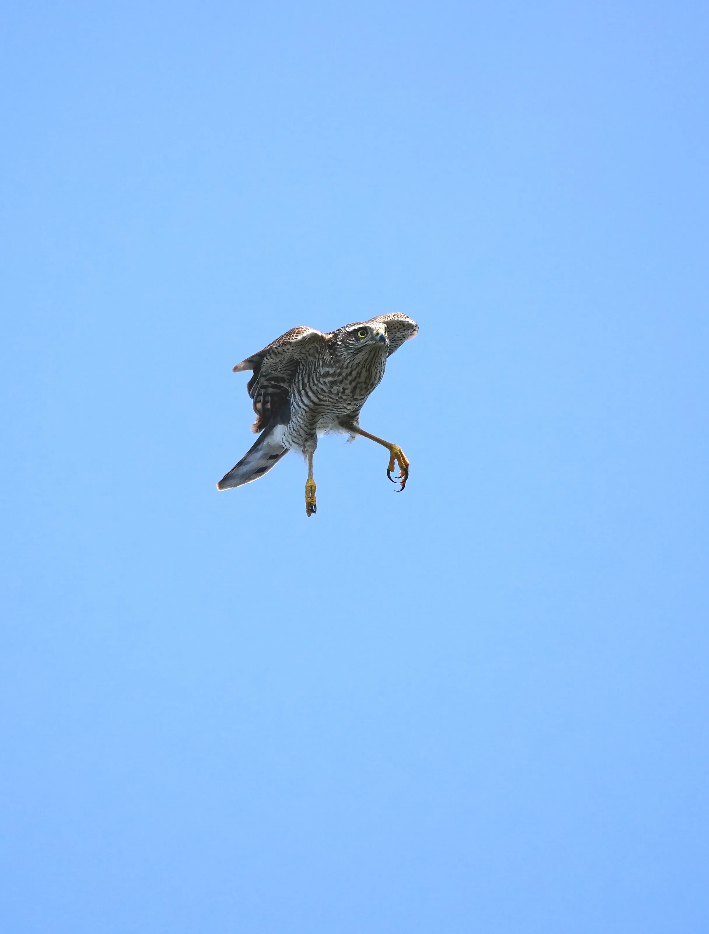 Sparrow Hawk Attacking