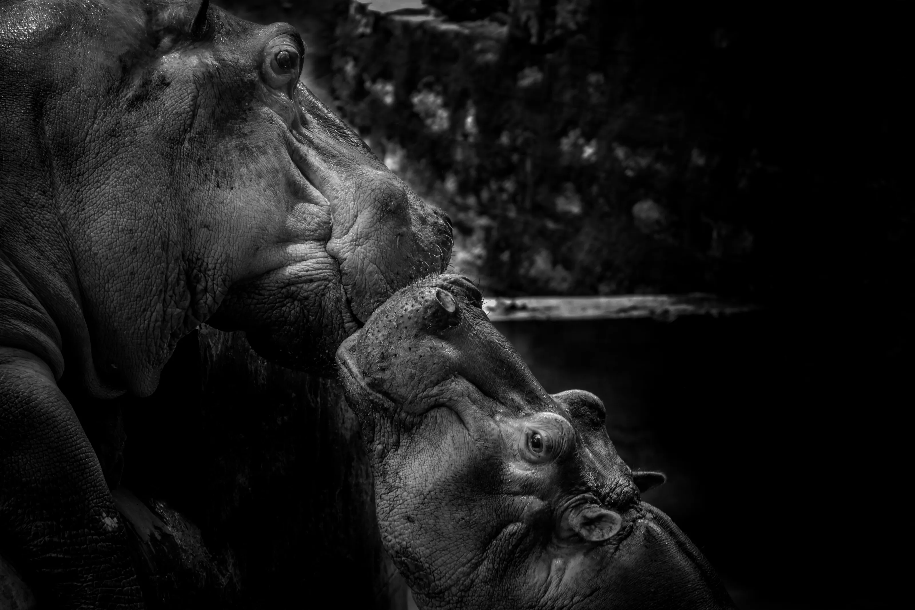 Hippopotamus mother and child emotional relationship with love and care