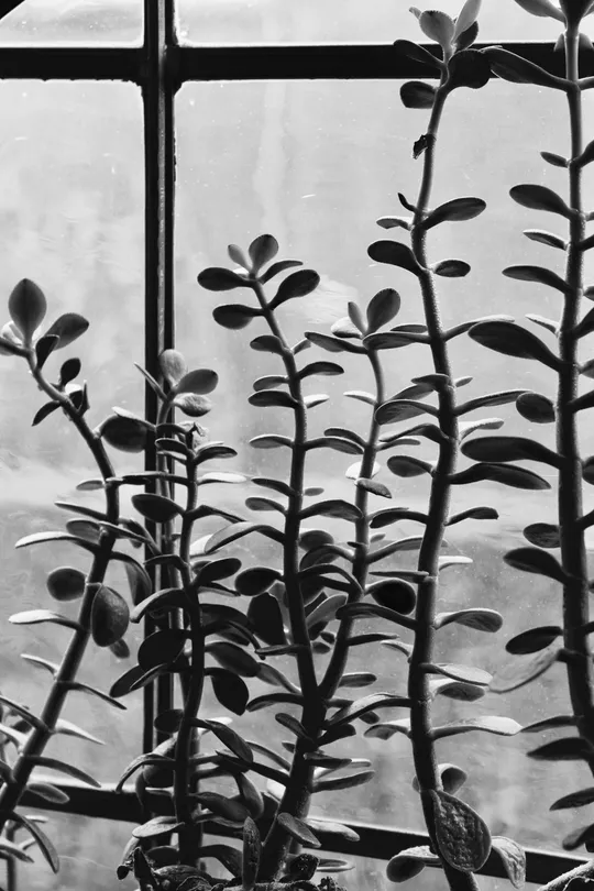 Succulent dance