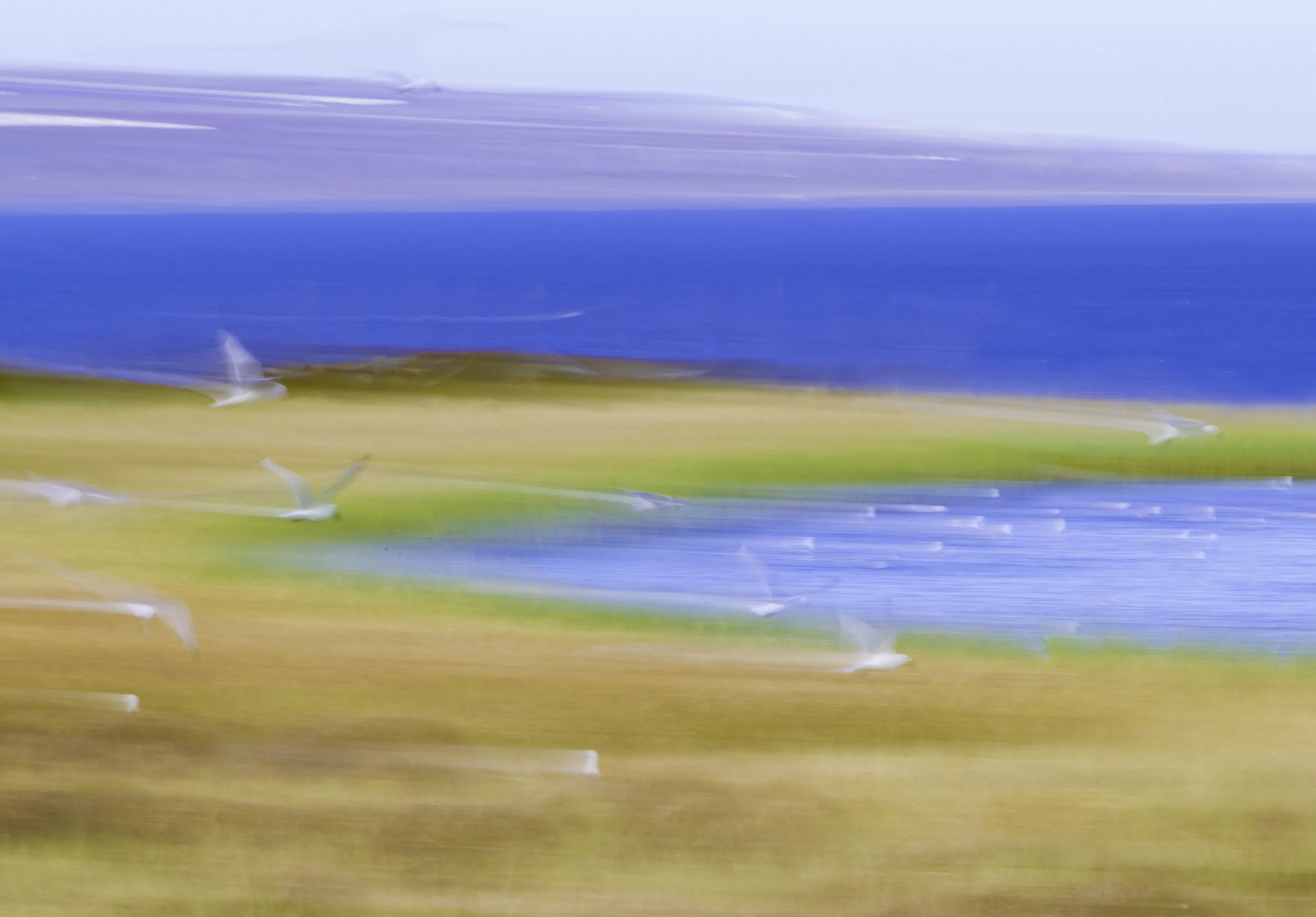 Kittiwake trails