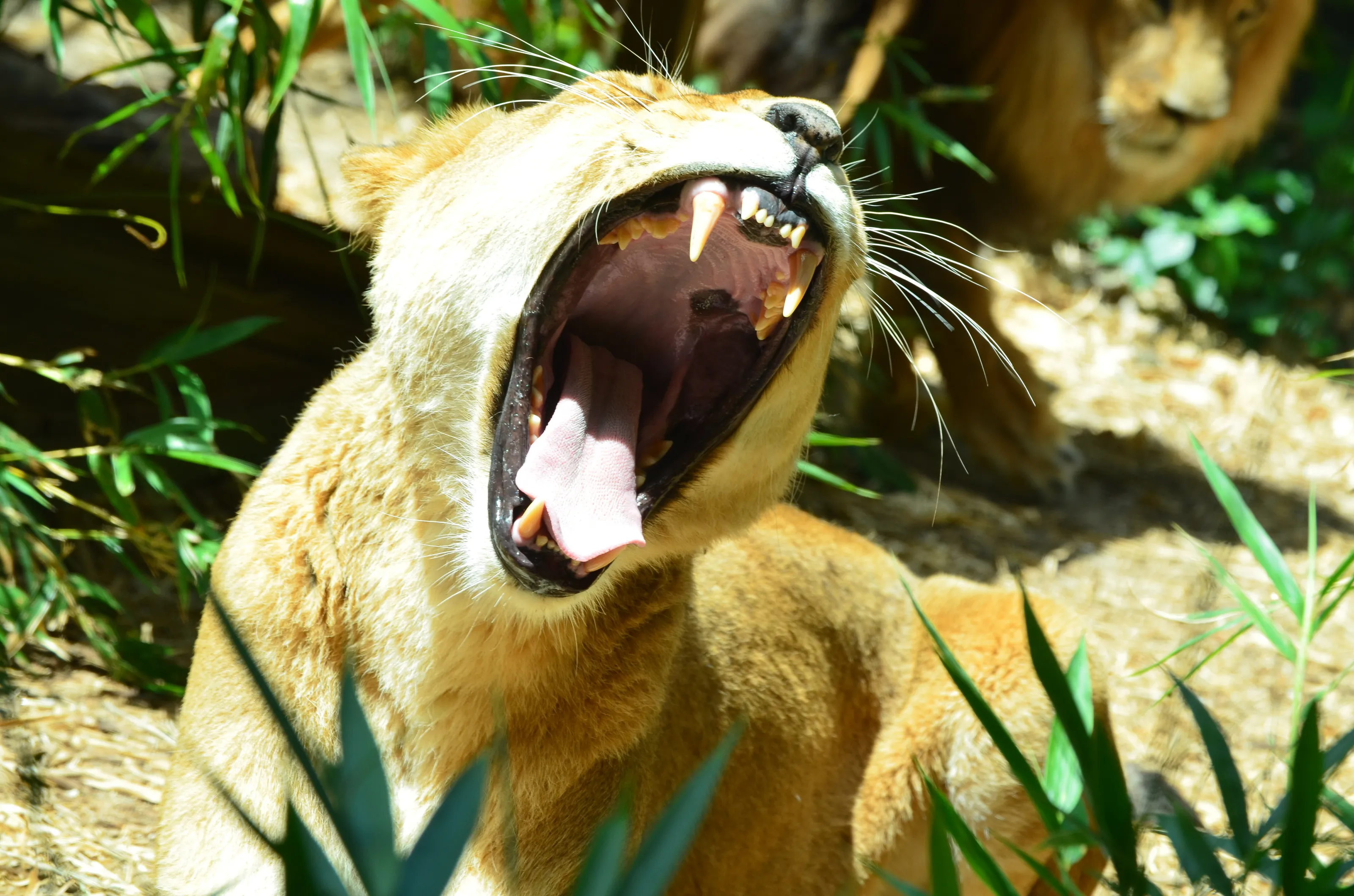 Roar or Yawn?