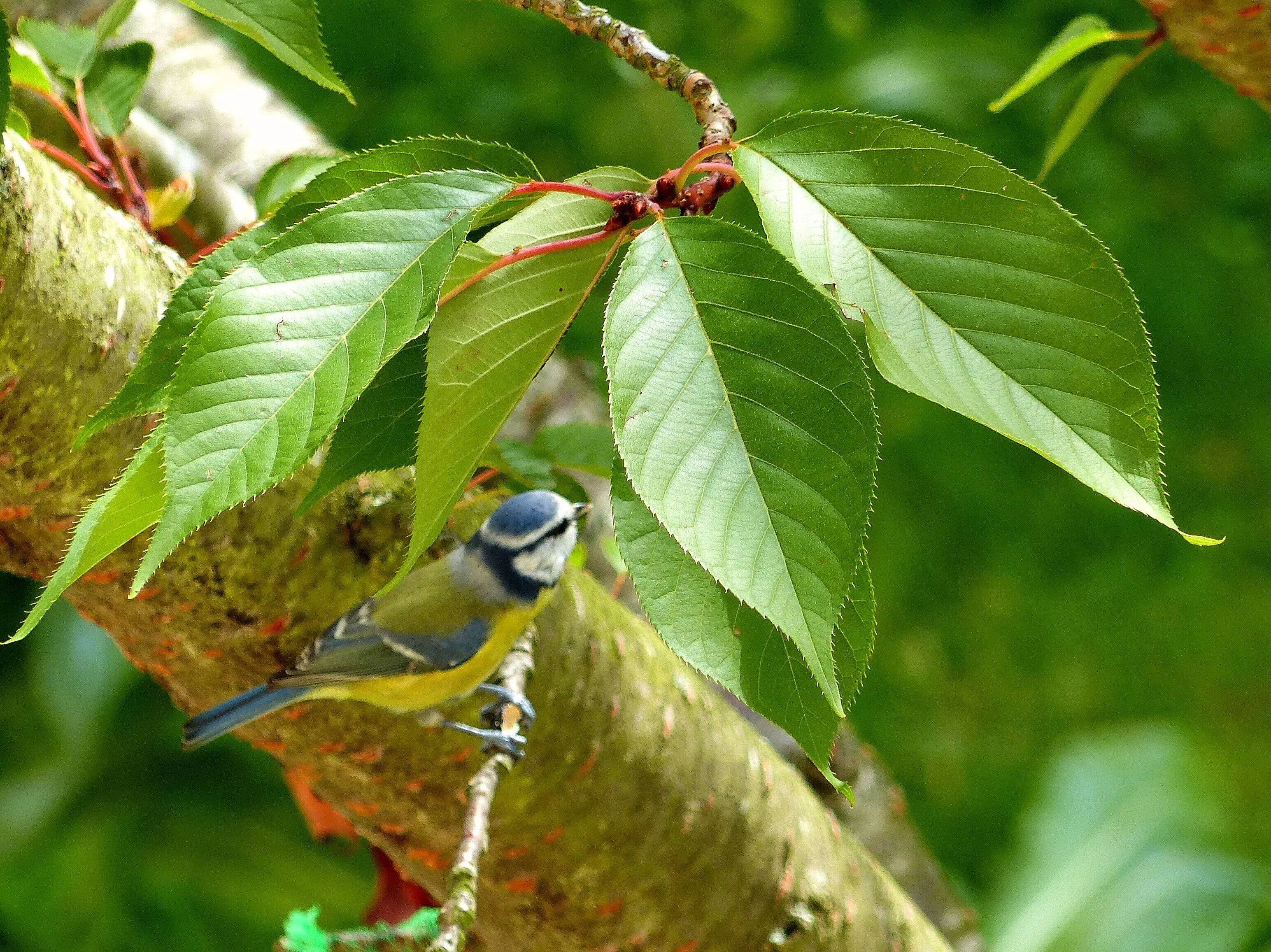 Little bird