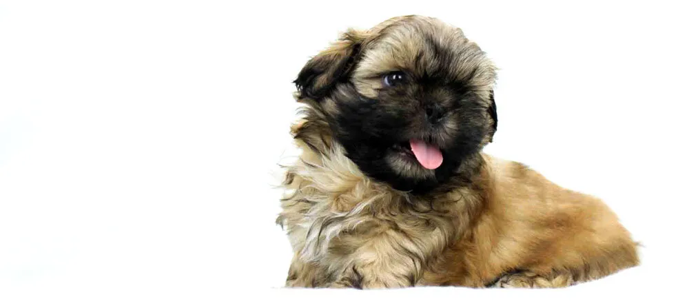 Baby Biscuit