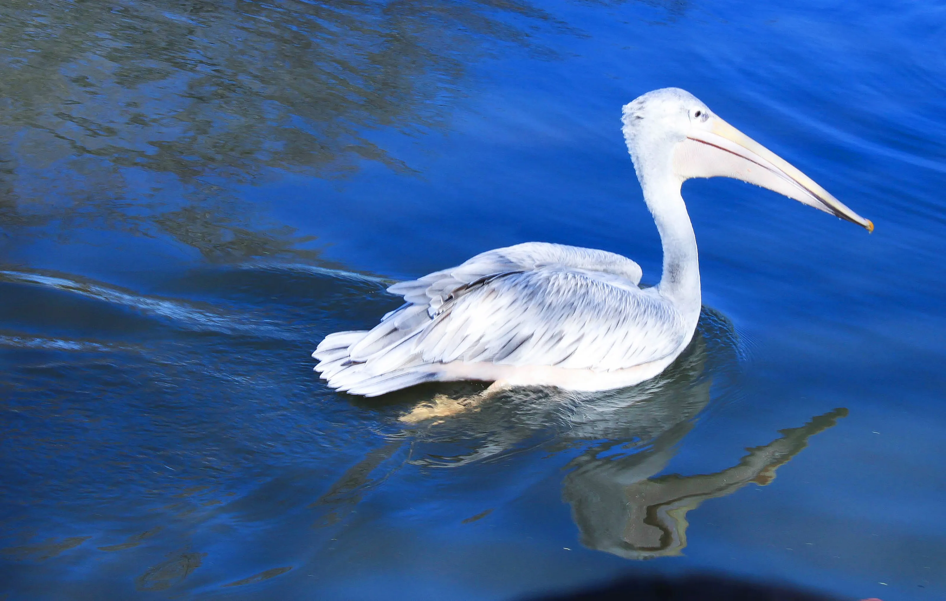 In the Bright Blue Water