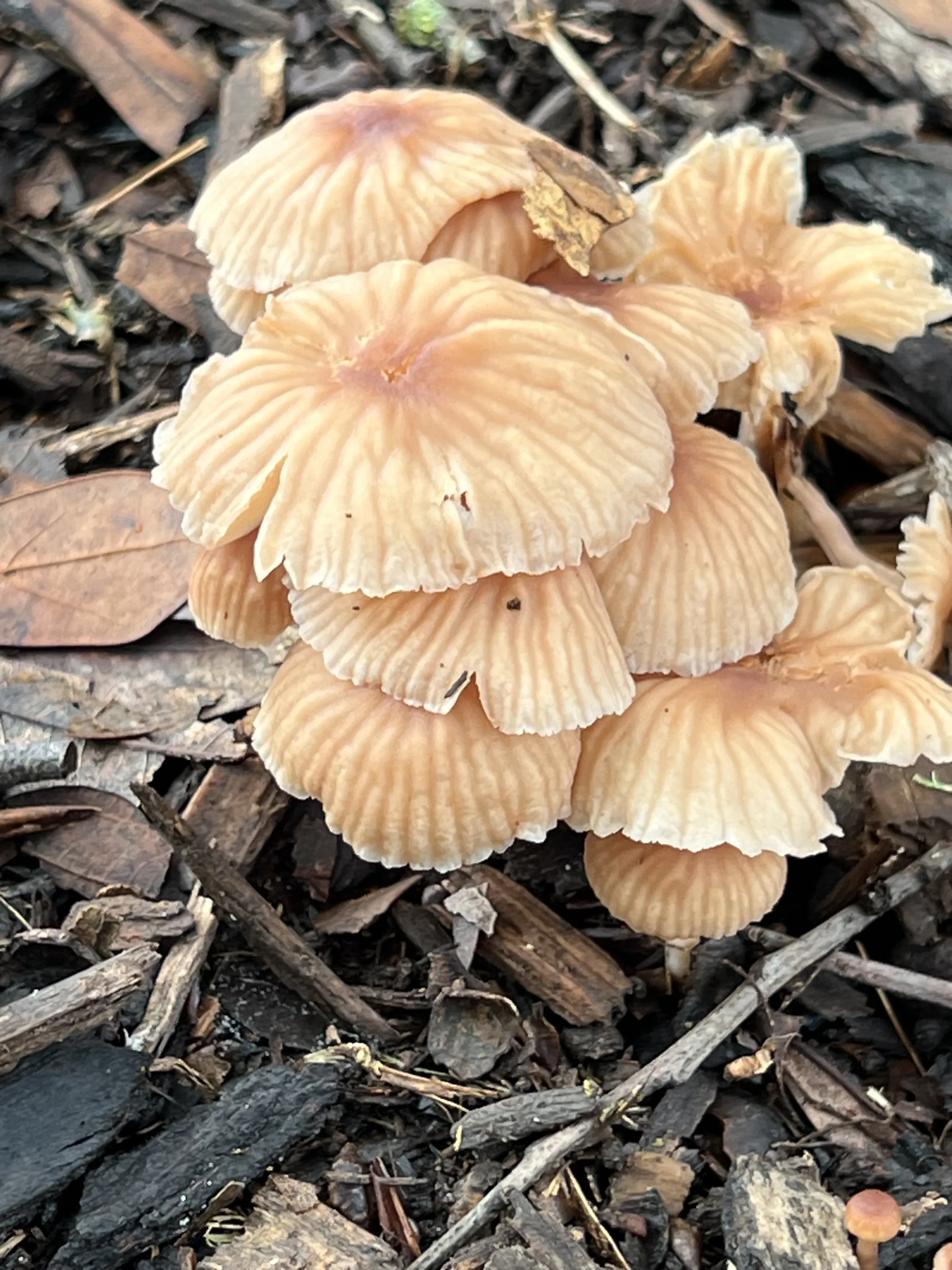 Fungi Growing in the Wild