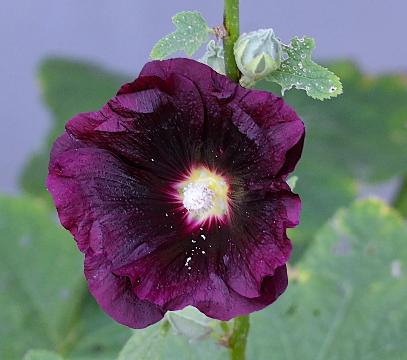 A Single Dark Petaled Flower (in colour)