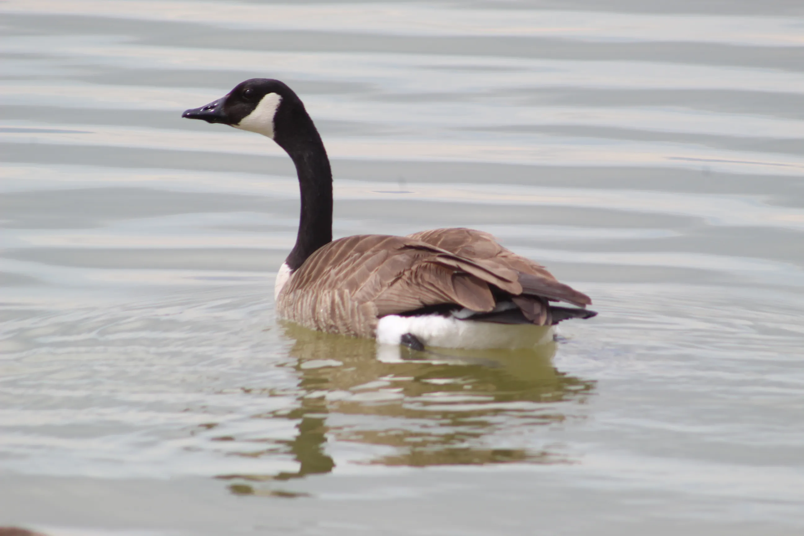Geese