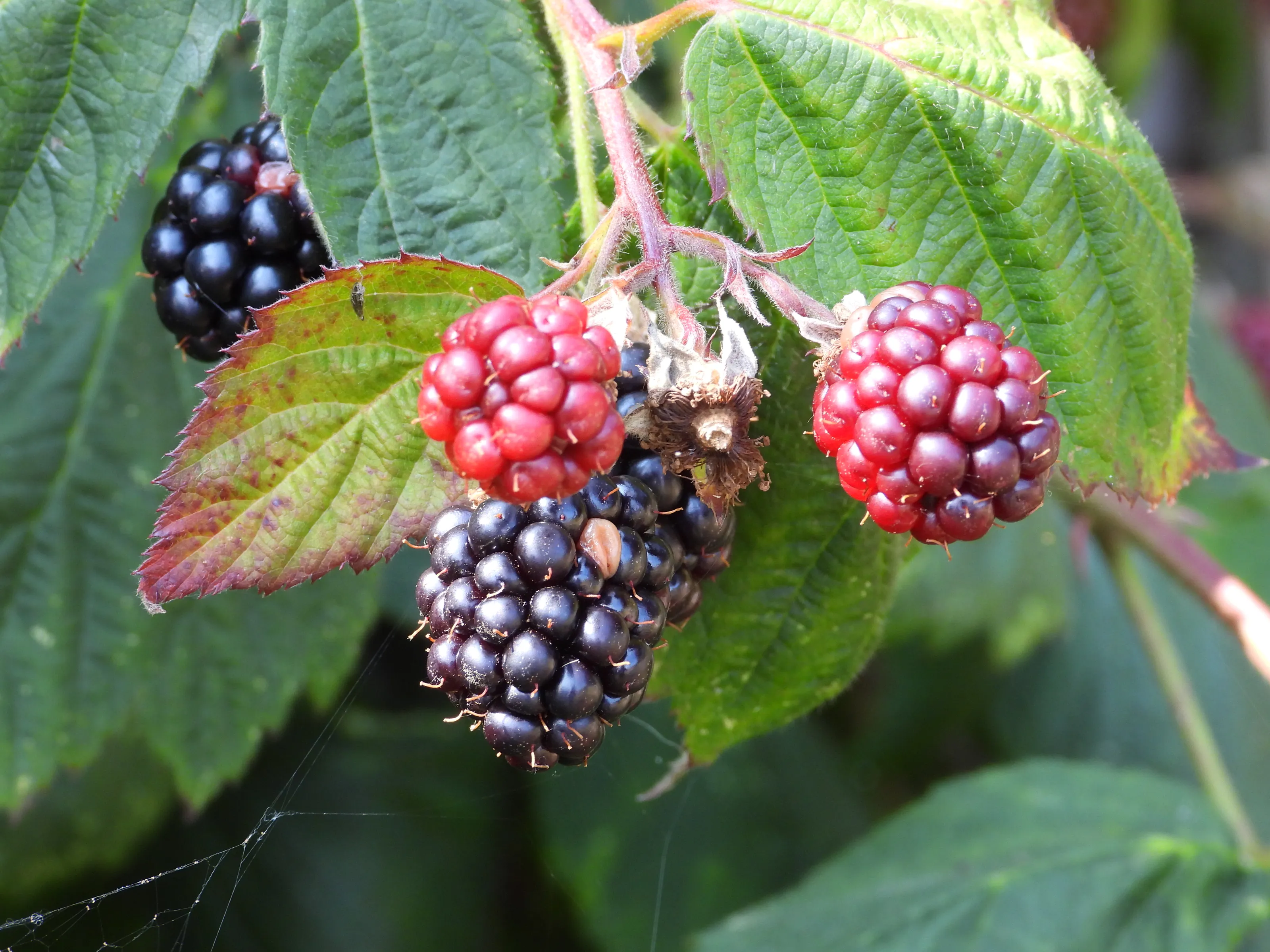 Fruit Not Yet Picked