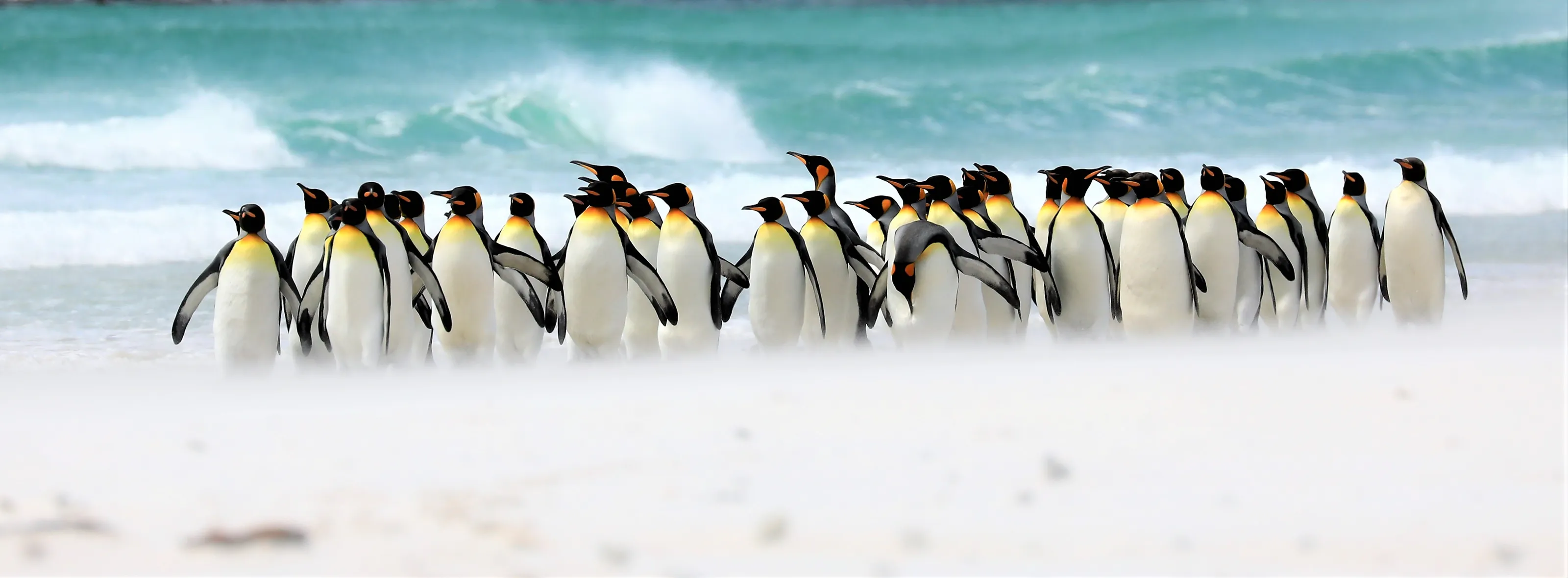 Penguins