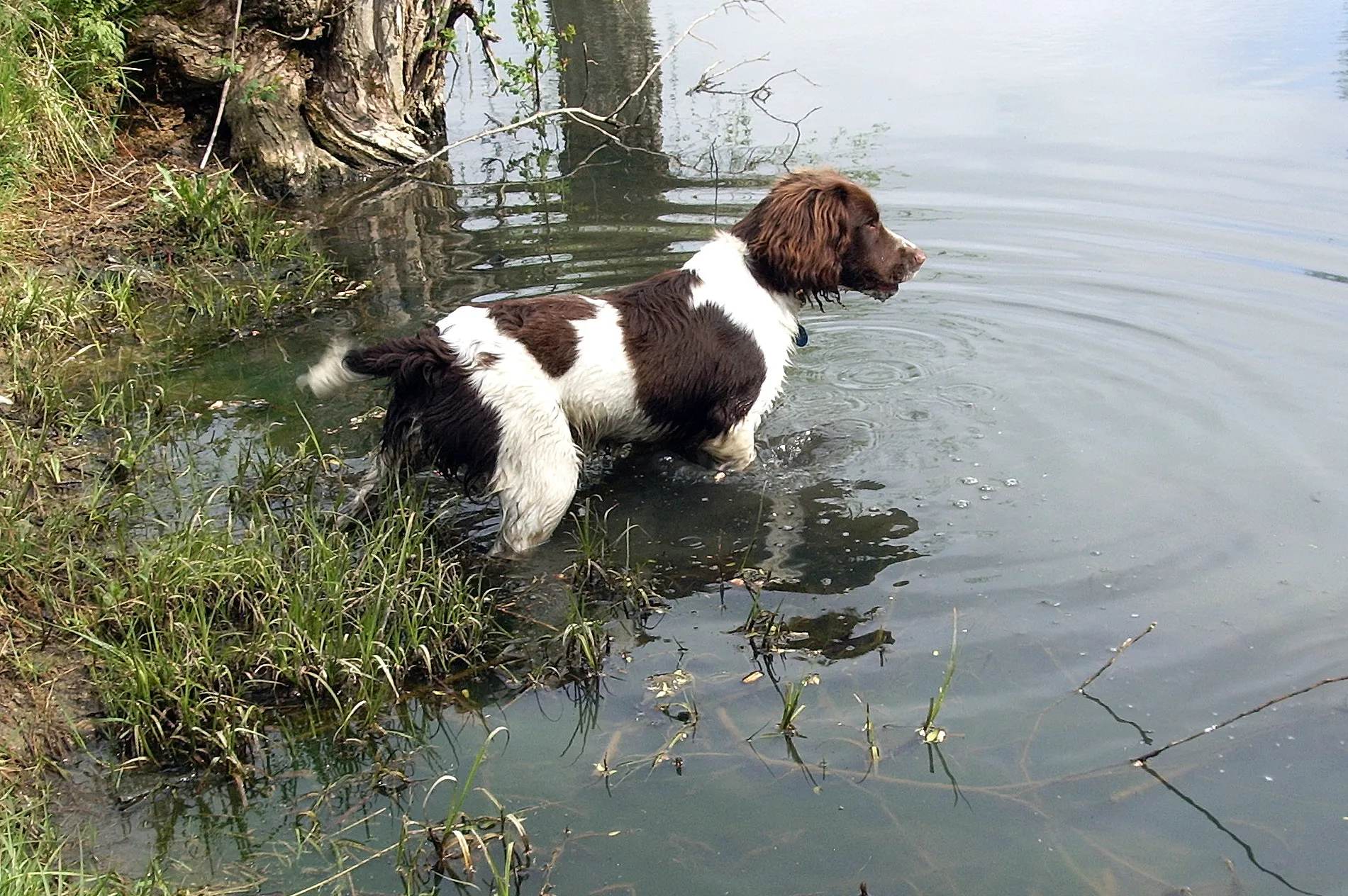 Pets in the Water
