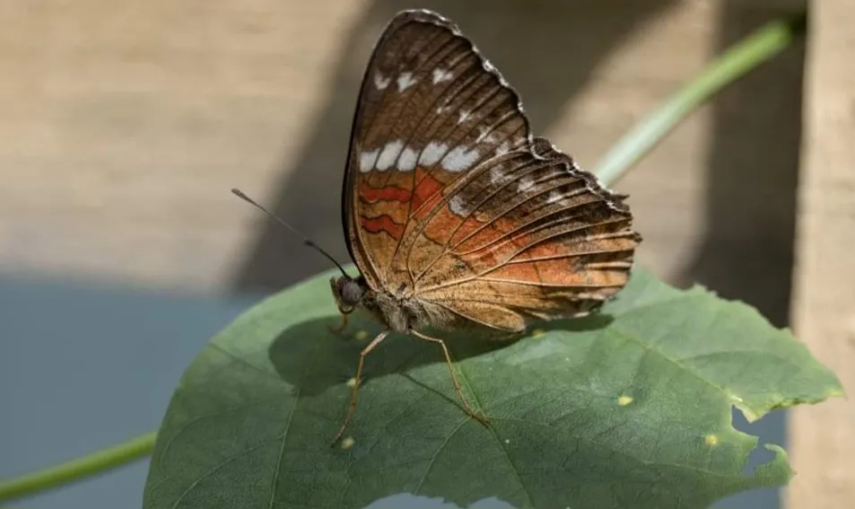 Butterflies (in colour)