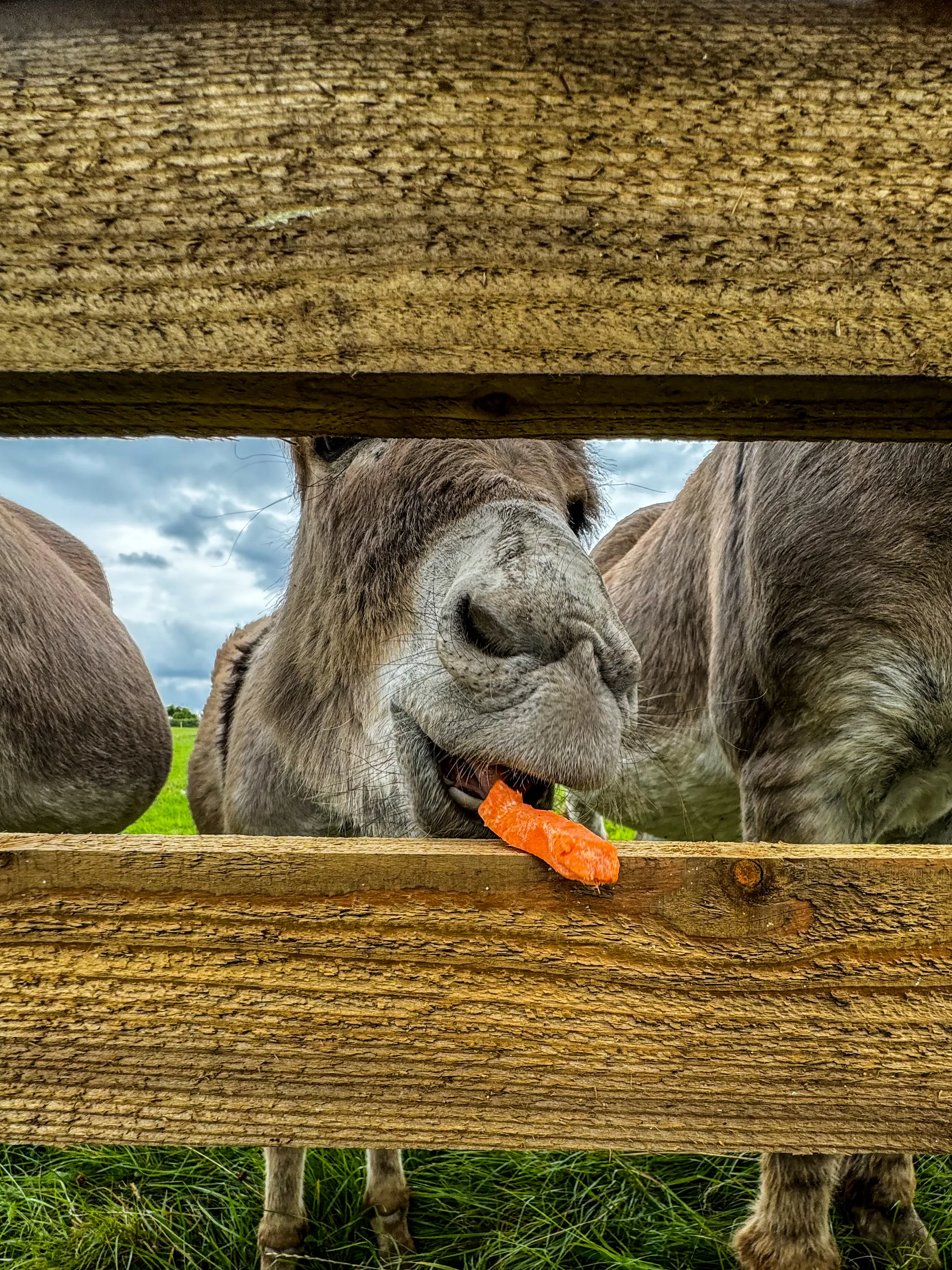 Donkeys