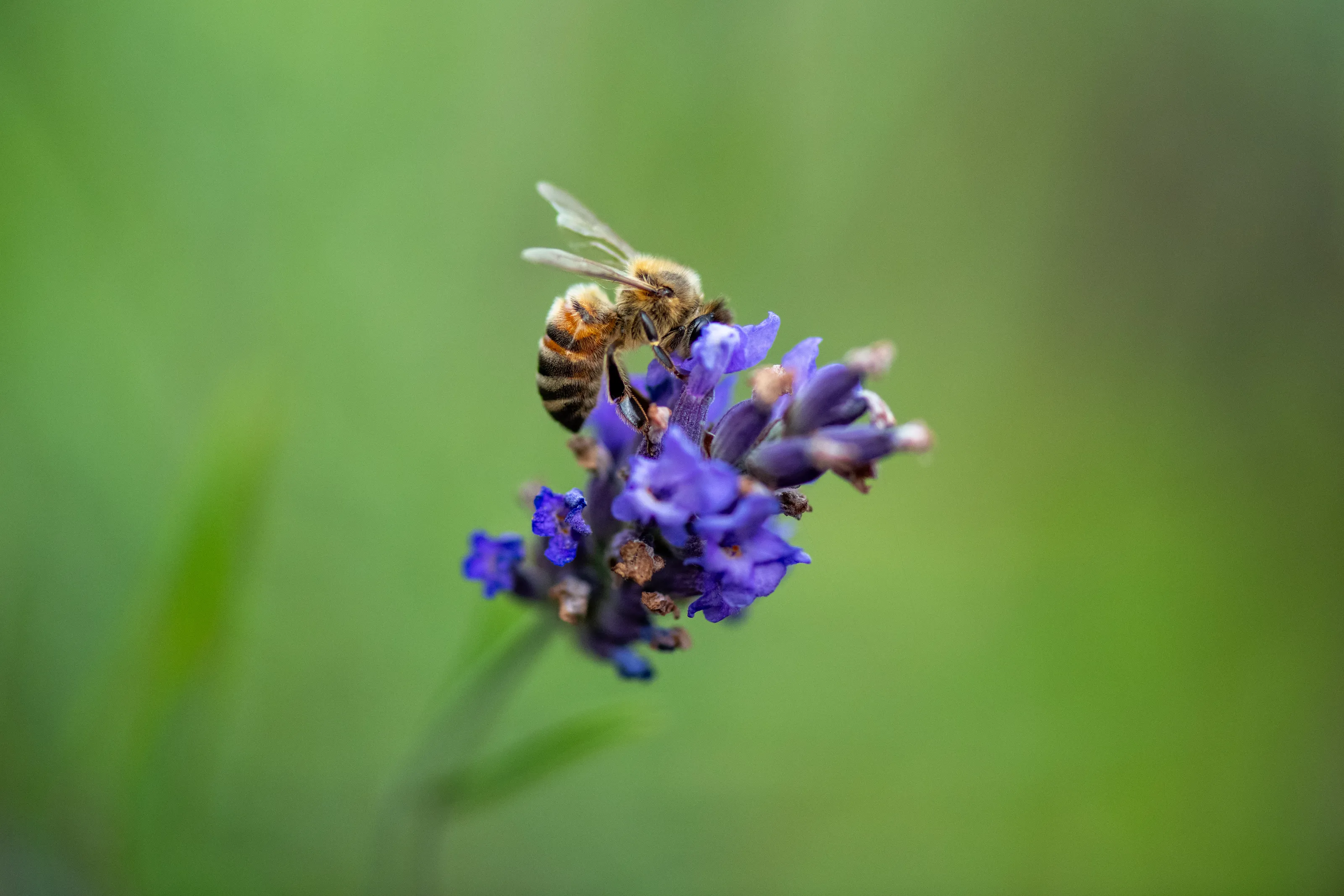 Bees on a Flower (in colour)