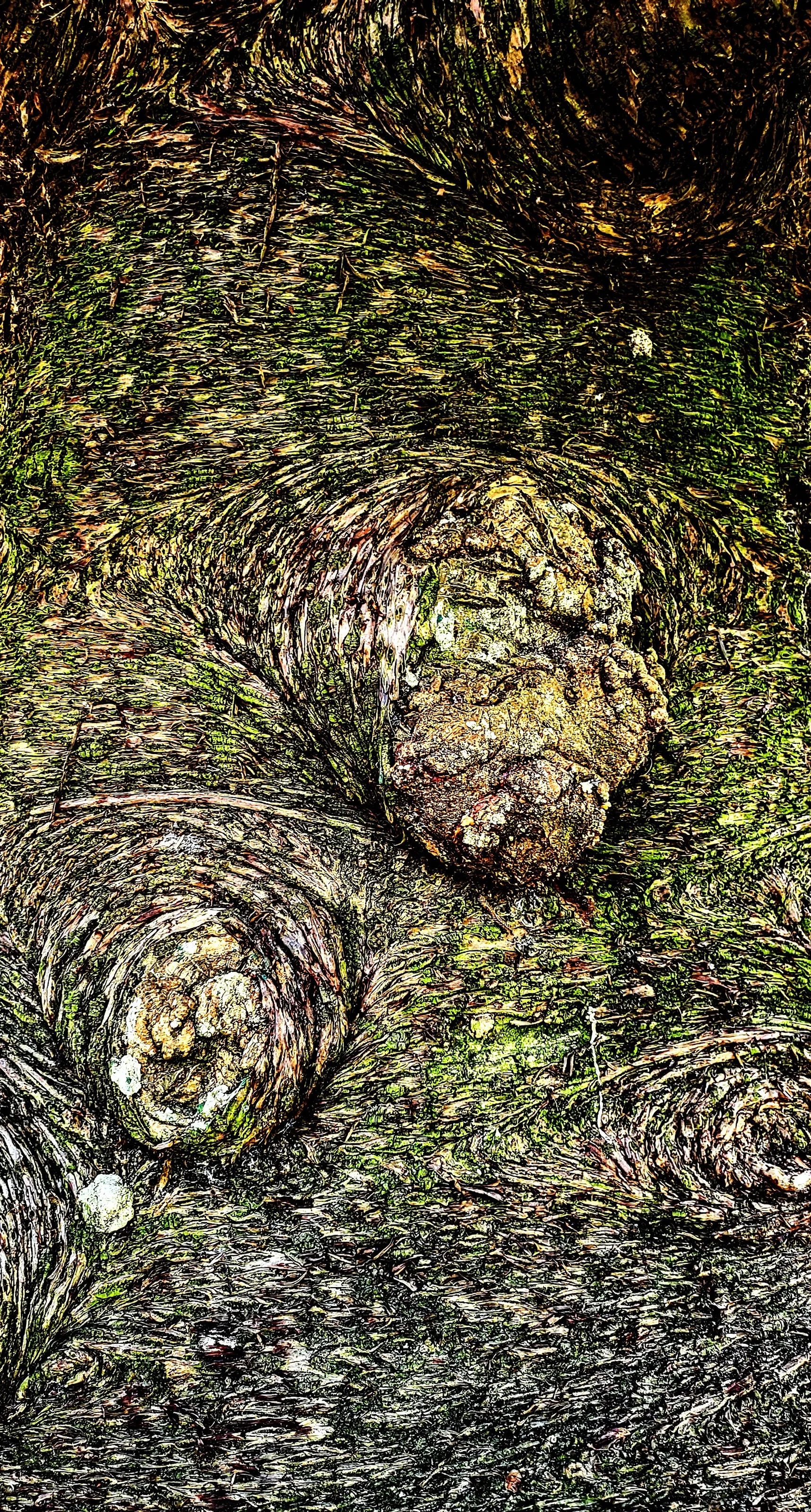 Interesting Tree Bark