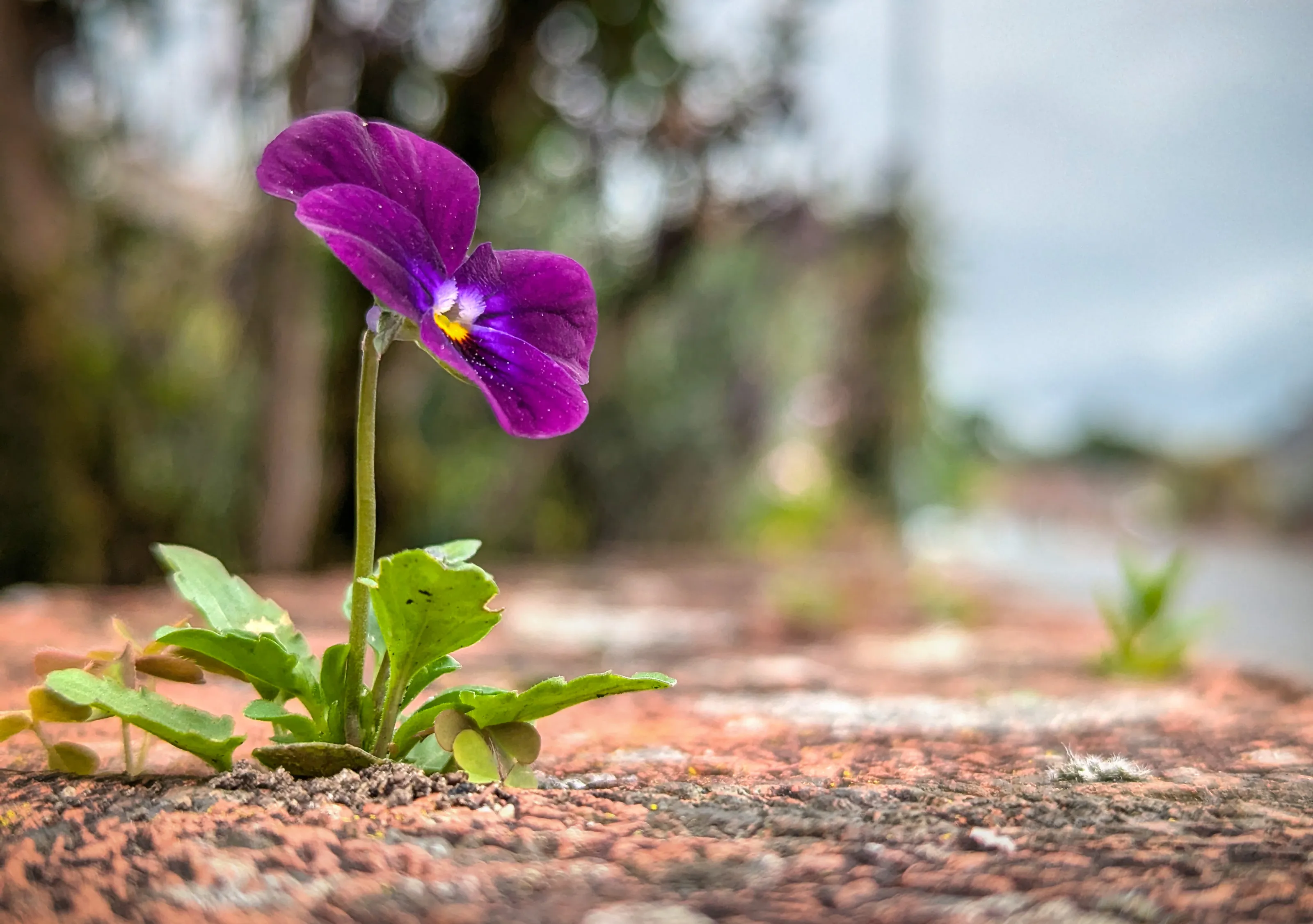 Flowers Growing in Unusual Places