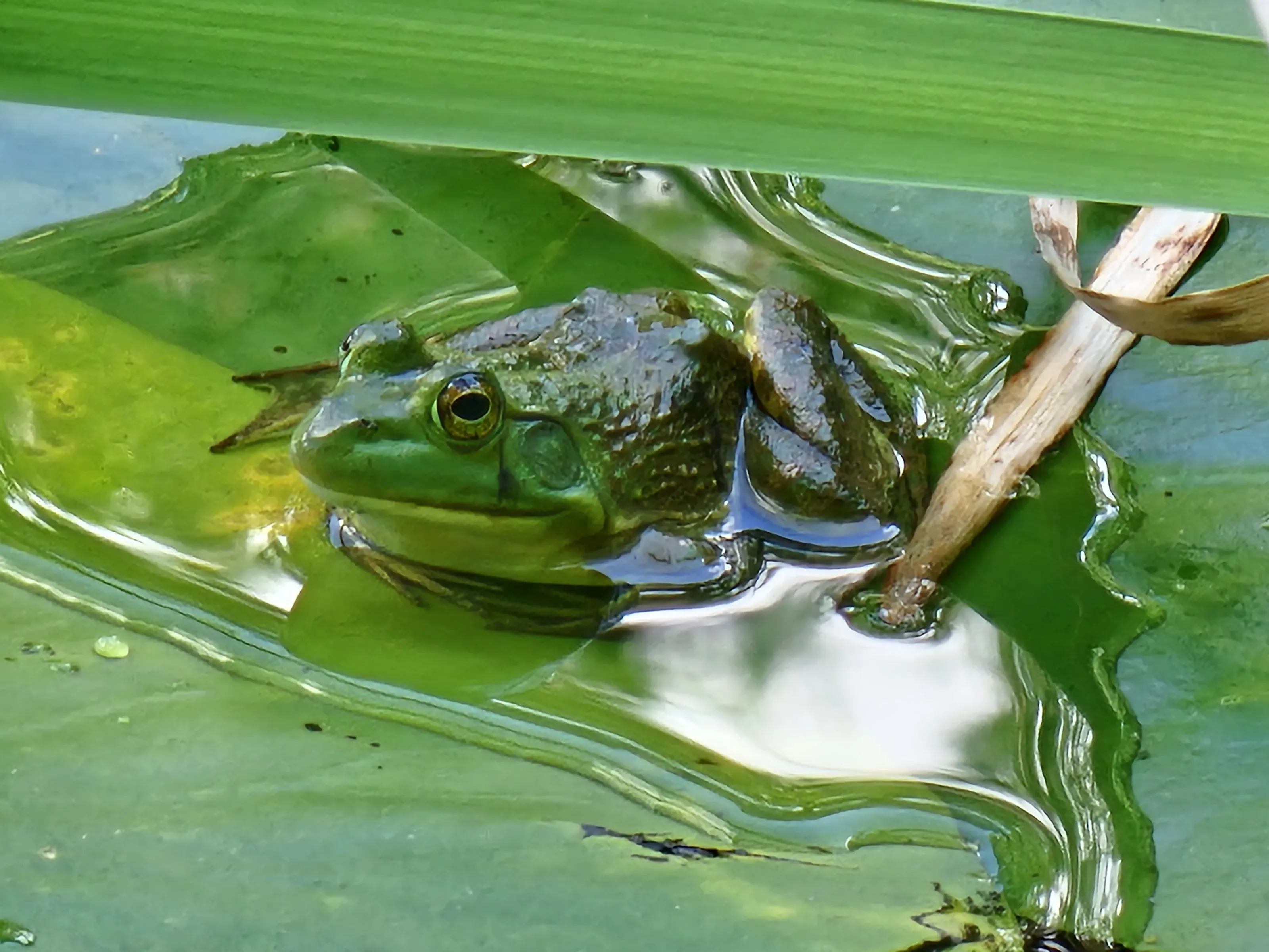 Frogs and Toads in Nature