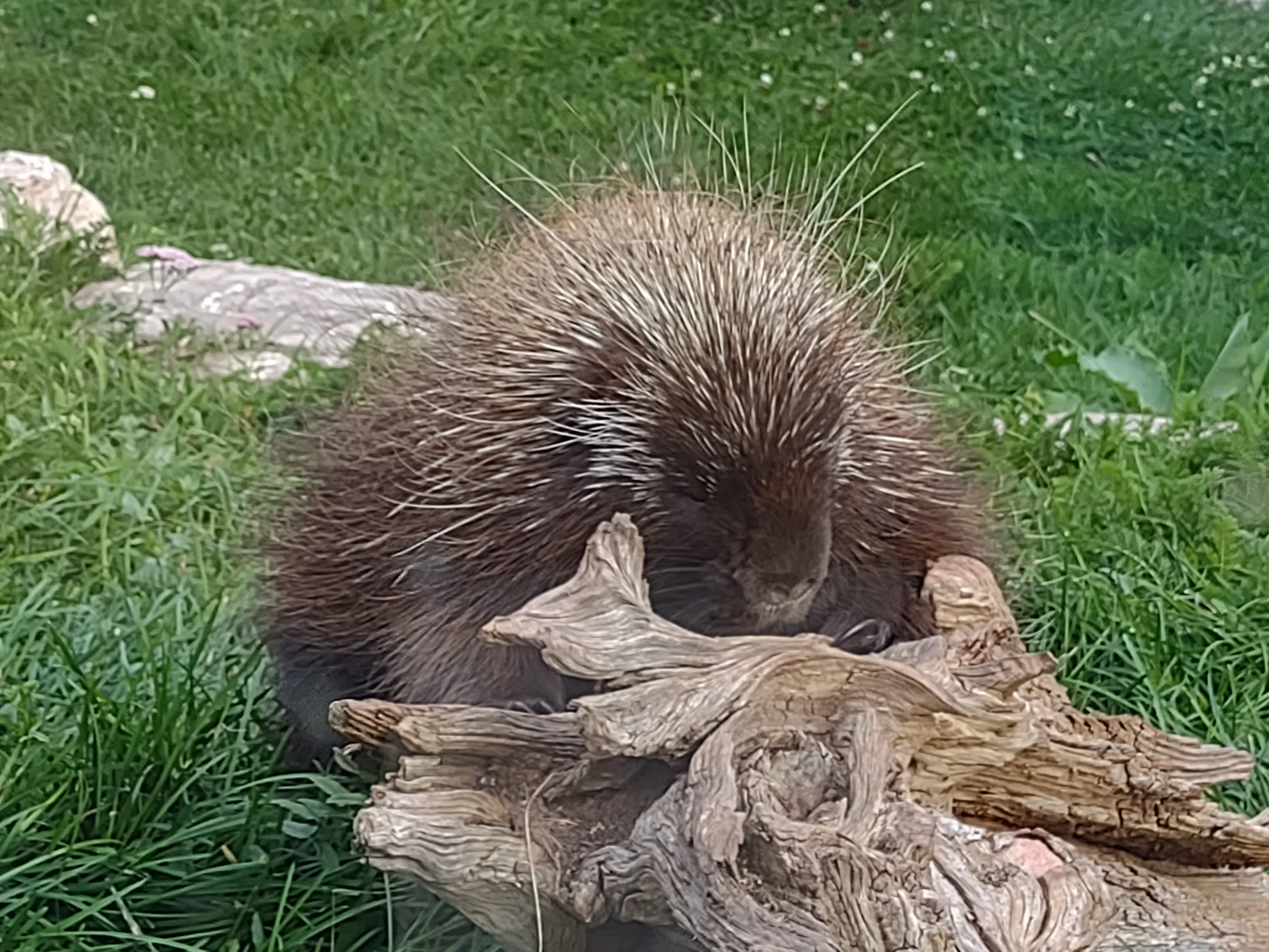 Zoo Animals